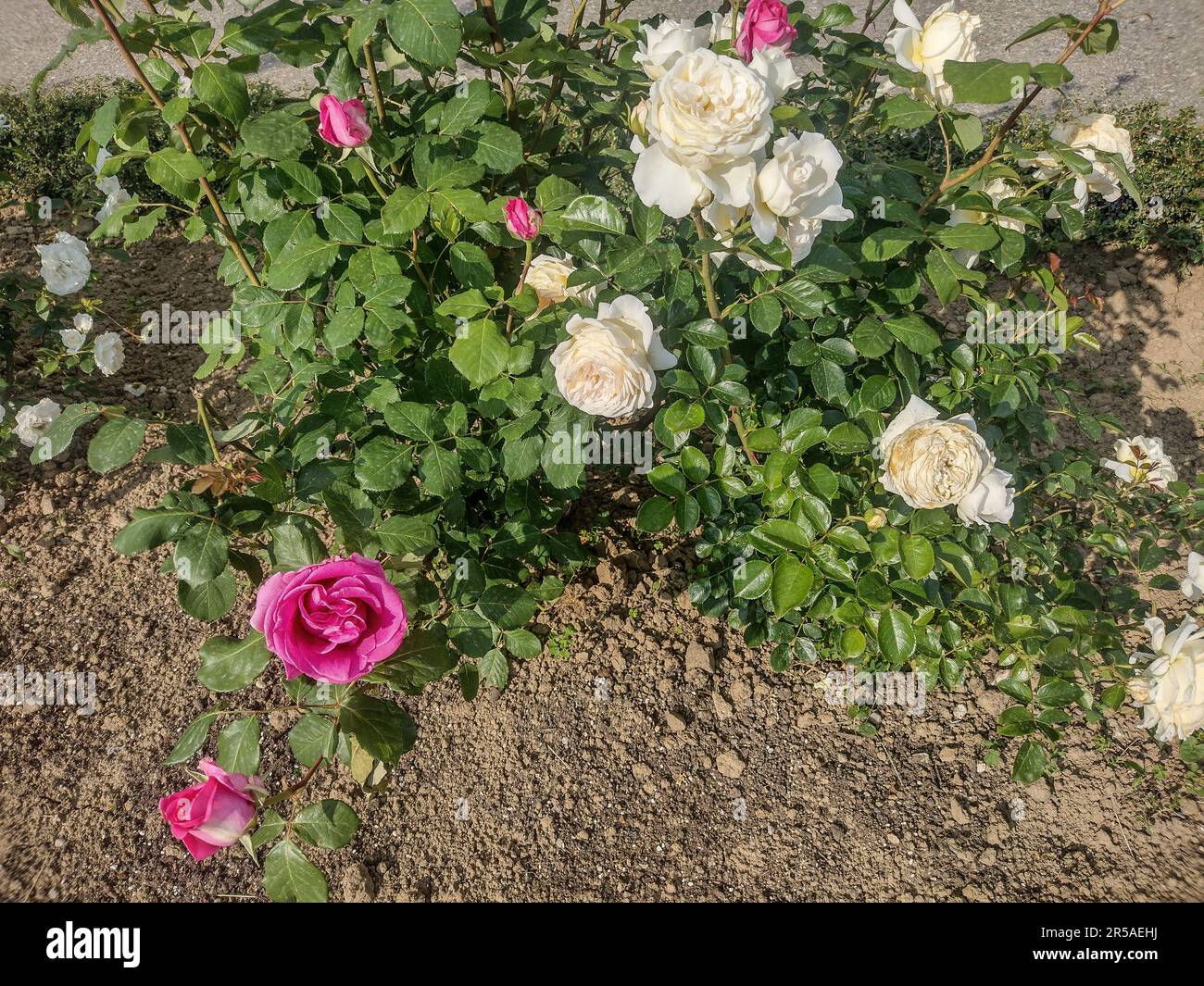 Rose bianche e rosa in Romania Foto Stock