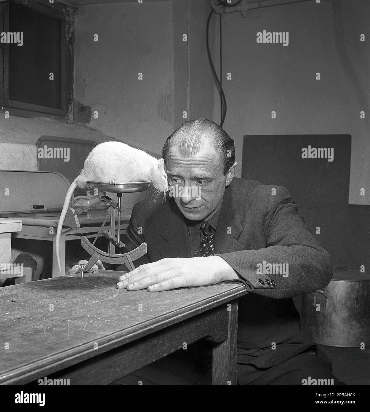 Negli anni '1950s. Un uomo con un grande ratto bianco su una scala e lui guarda il peso di esso. Svezia 1951. Kristoffersson Rif. BE50-1 Foto Stock