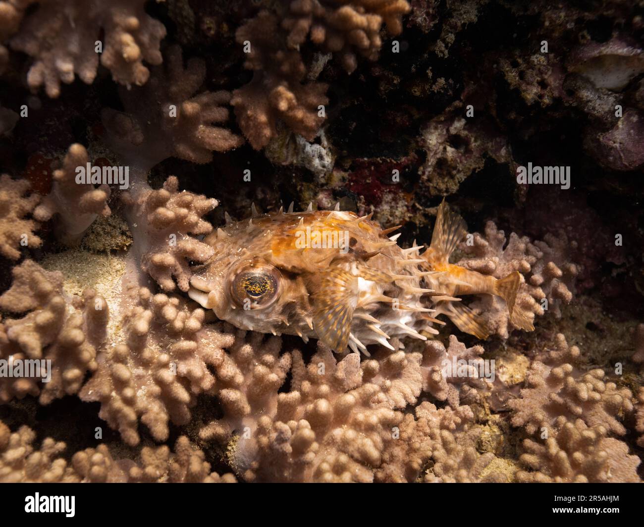 Pesce burrano Birdbeak mimetizzazione accanto a una barriera corallina. Muscat, Oman. Foto Stock