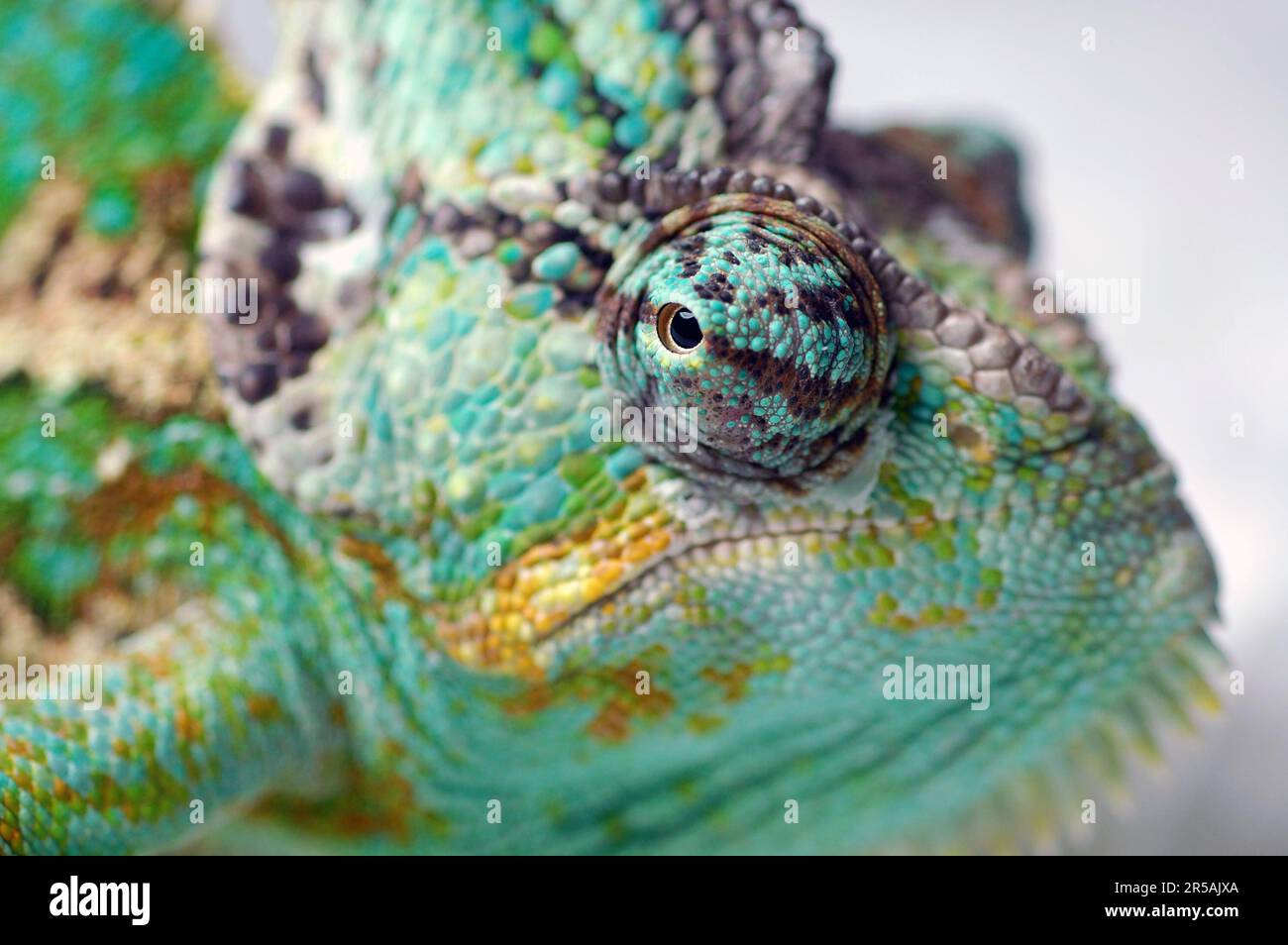 Blu colorato e verde esotico animale domestico maschio camaleonte con macro fuoco sull'occhio che guarda al lato Foto Stock