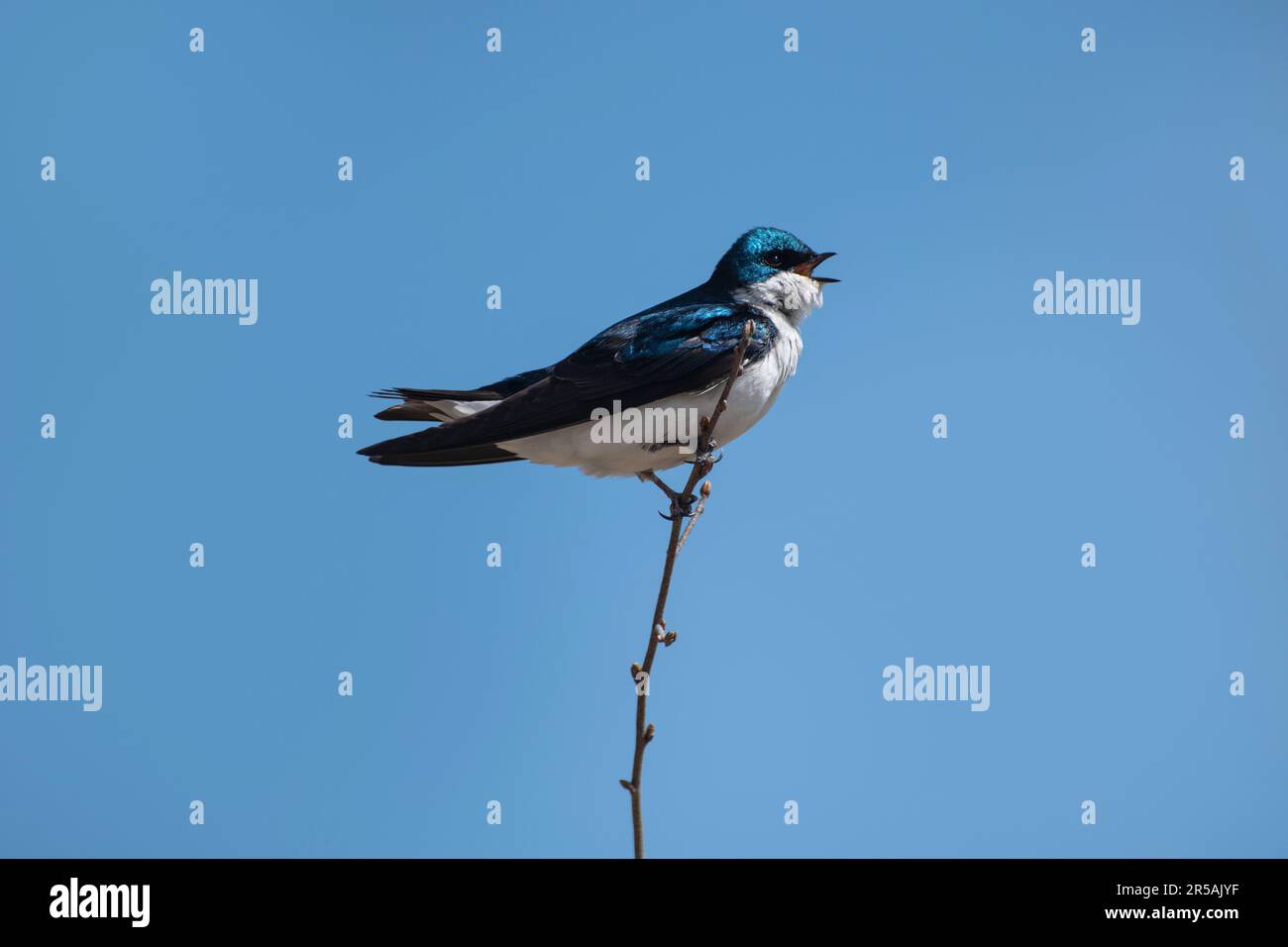 Albero inghiottire uccello tachycineta bicolore cantando mentre si agghiacciano su un ramo con un cielo blu sullo sfondo Foto Stock