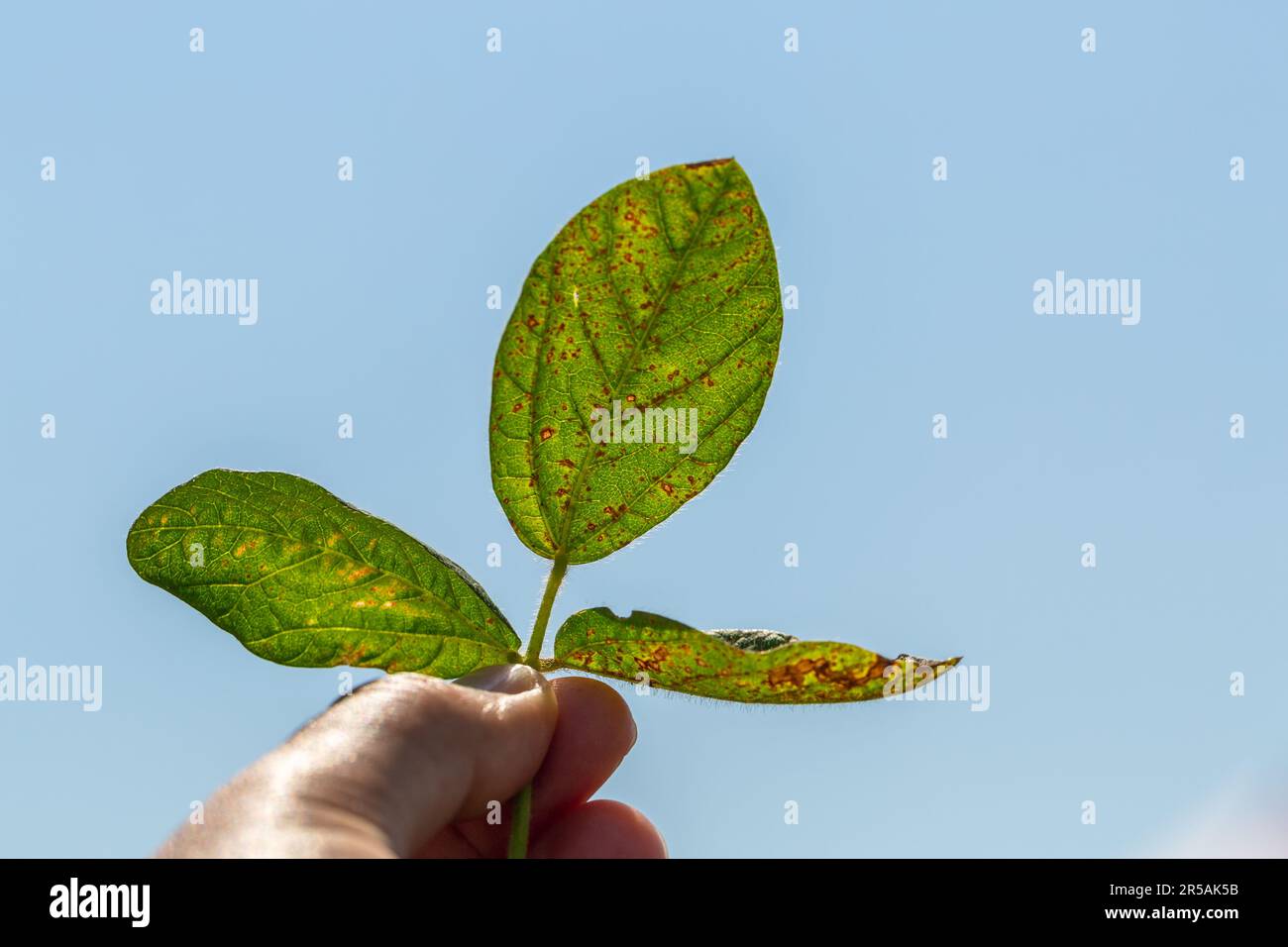 Primo piano della settoria delle foglie di soia. Una mano tiene una foglia di soia alla luce Foto Stock