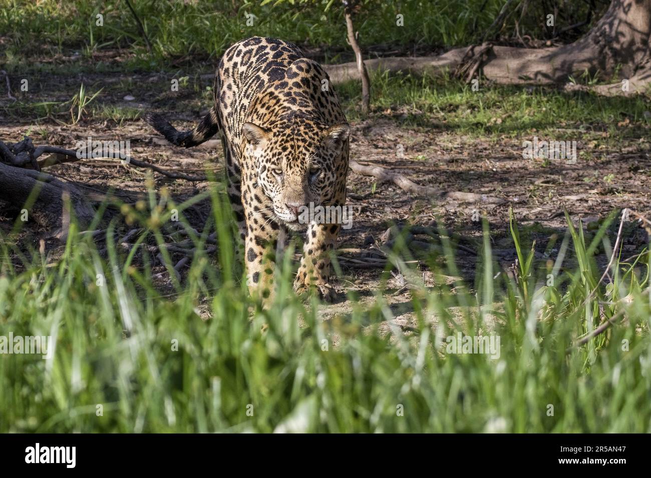 Jaguar (Panthera onca), Pantanal, Brasile Foto Stock