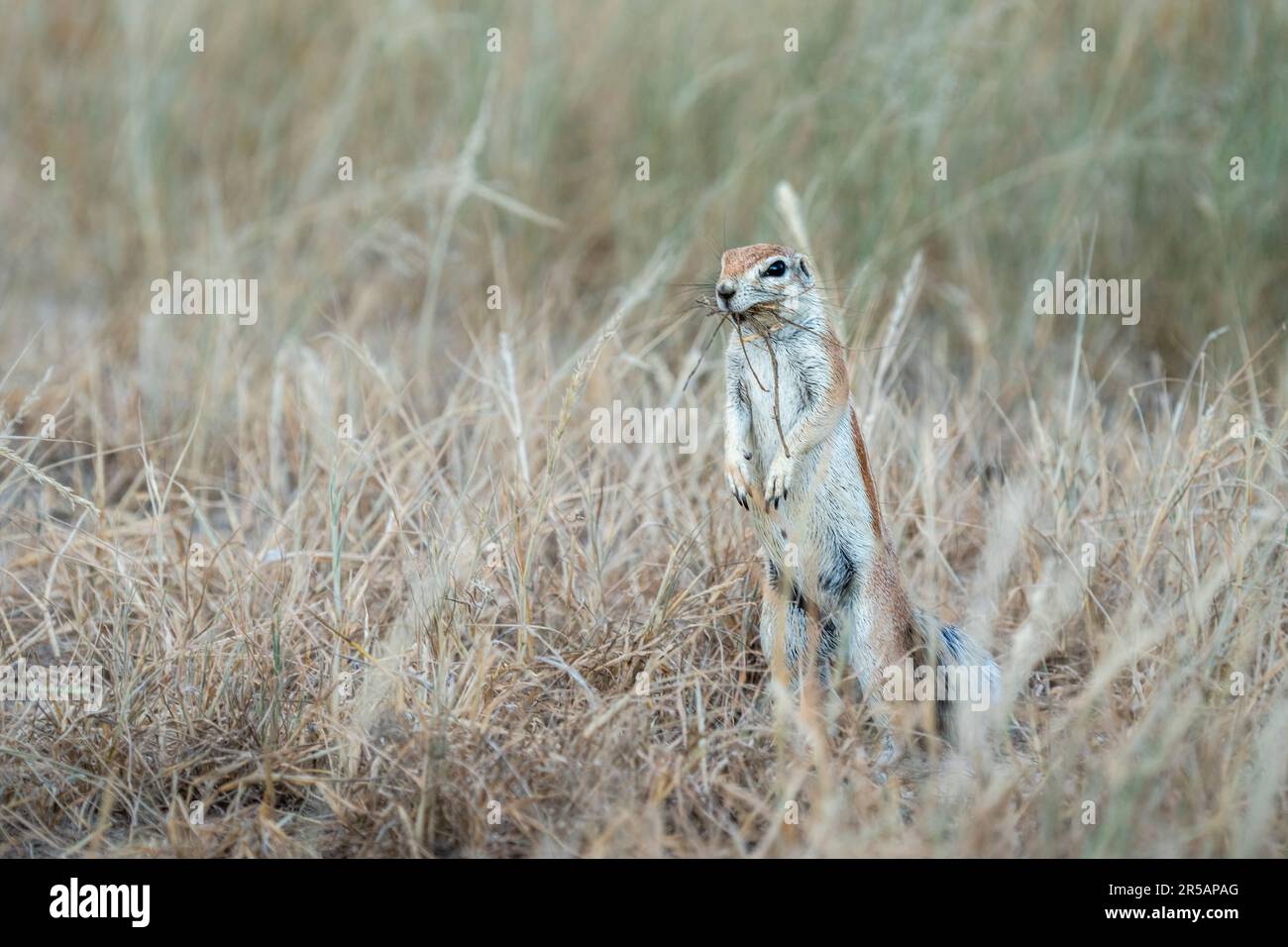 Scoiattolo a terra del capo (Xerus inauris), in piedi in verticale. L'animale selvatico ha erba in bocca per il suo nido. Kgalagadi Transfrontier Park, Sudafrica Foto Stock