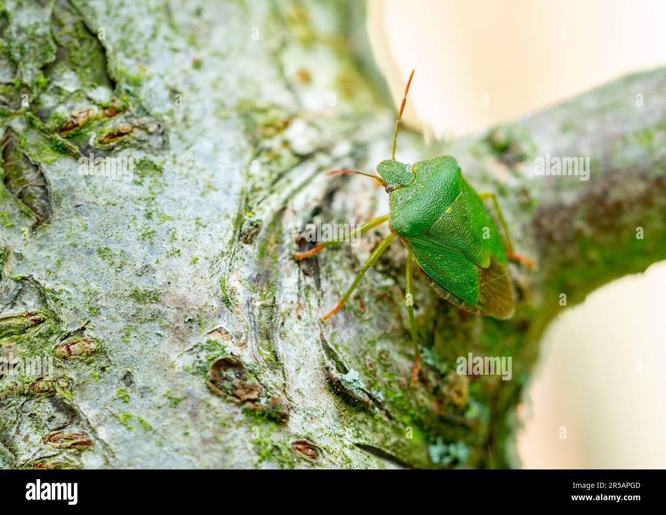 Macrofotografia coleotteri con scudo verde Foto Stock