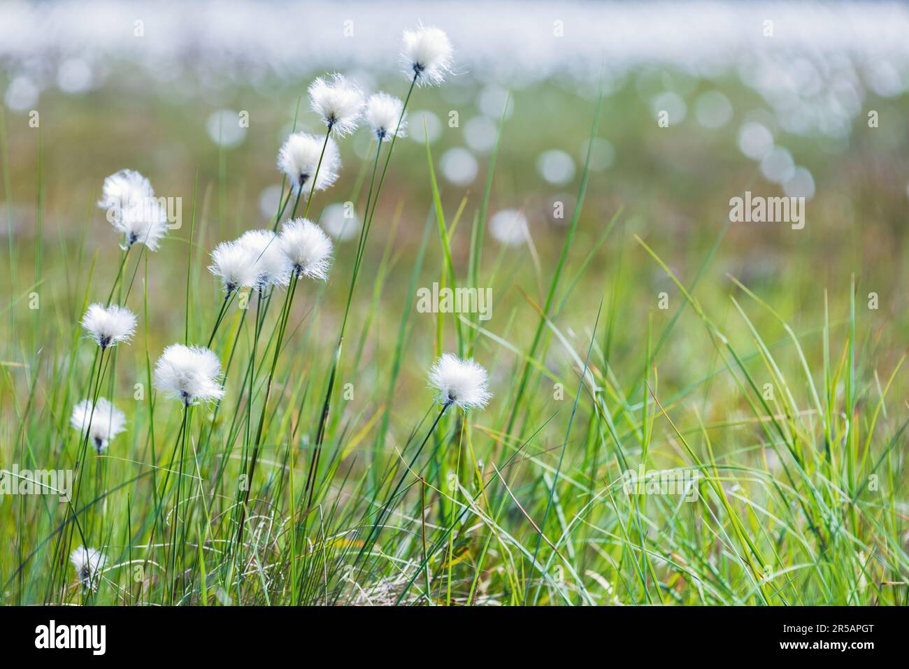 Eriophorum vaginatum è una specie di pianta erbacea perenne, appartenente alla famiglia delle Cyperaceae Foto Stock