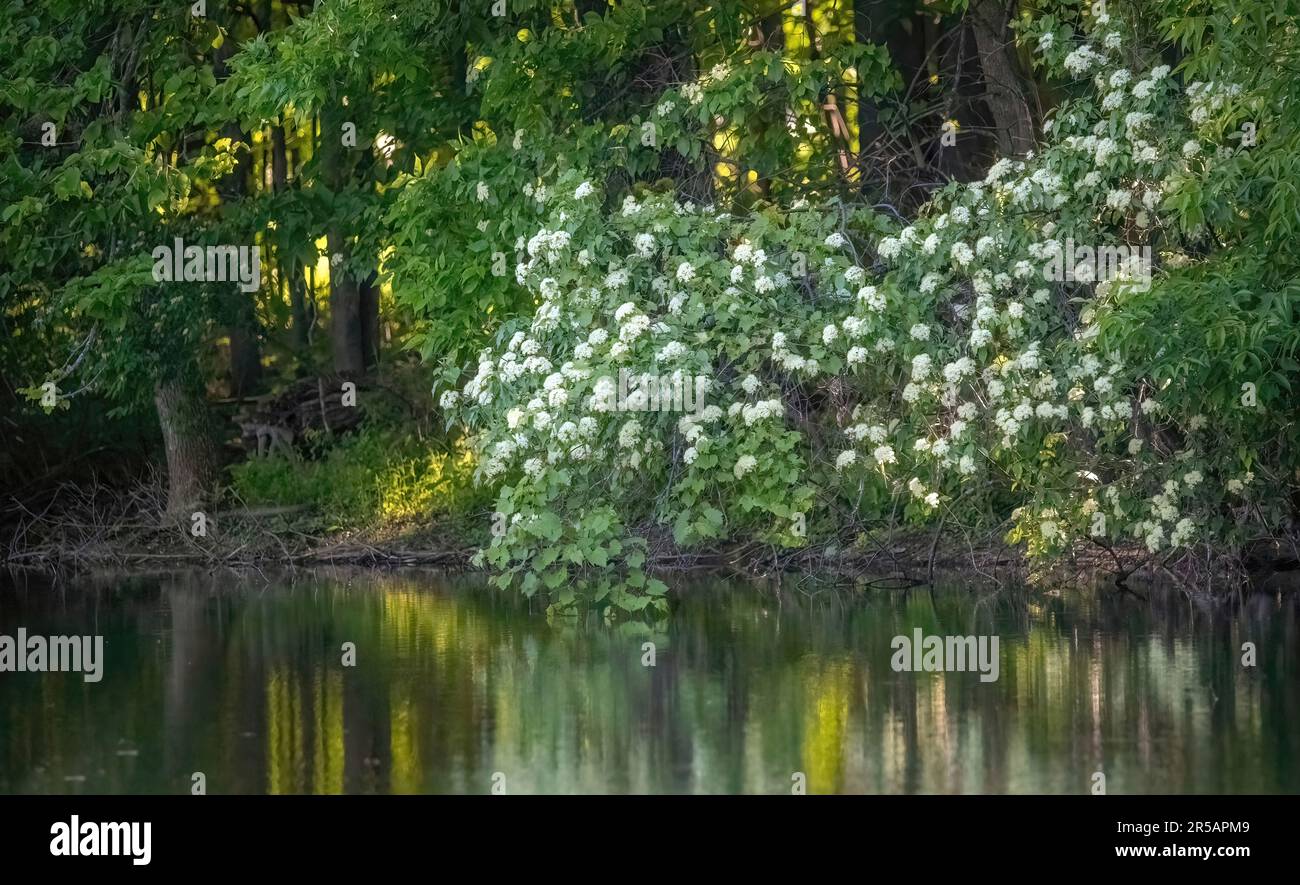 Bianco fiore viburnum macchia lungo il bordo di Jerusalem Pond con riflessi dalla luce del sole di tramonto in una serata di primavera. Foto Stock