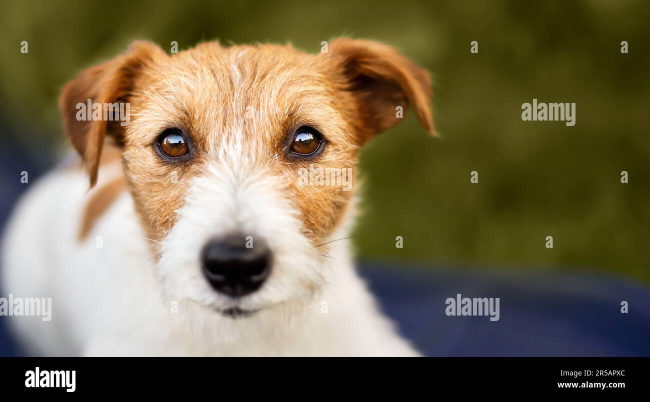 Bellissimo jack russell terrier cucciolo ascoltare, guardando. Faccia del cane, bandiera della testa o sfondo. Foto Stock