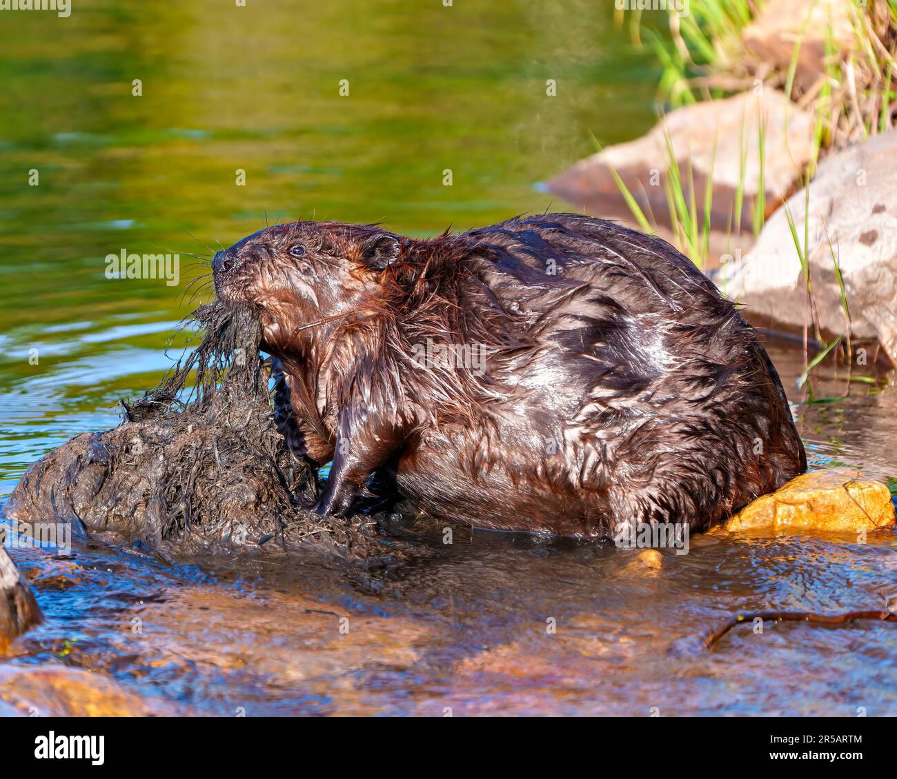 Vista laterale primo piano di Beaver, costruendo una diga di Beaver per la protezione, trasportando fango con la sua bocca e zampe anteriori nel suo habitat e ambiente. Foto Stock