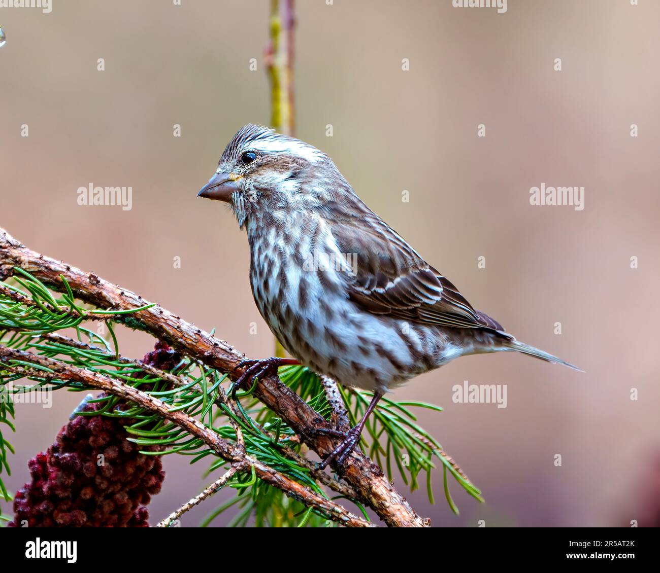 Porpora Finch femmina vista laterale appollaiato su un ramo di conifere con sfondo di colore tenue nel suo ambiente e habitat circostante. Finch Picture (Finch Picture). Foto Stock