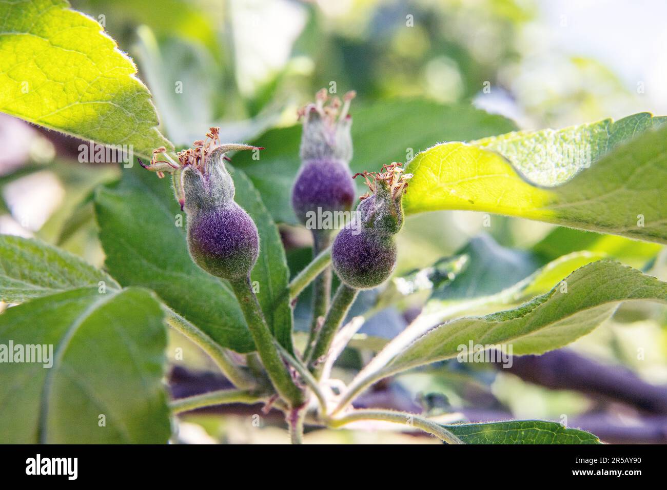 Giovani mele da frutto dopo la fioritura in giardino. Foto: Bo Arrhed Foto Stock