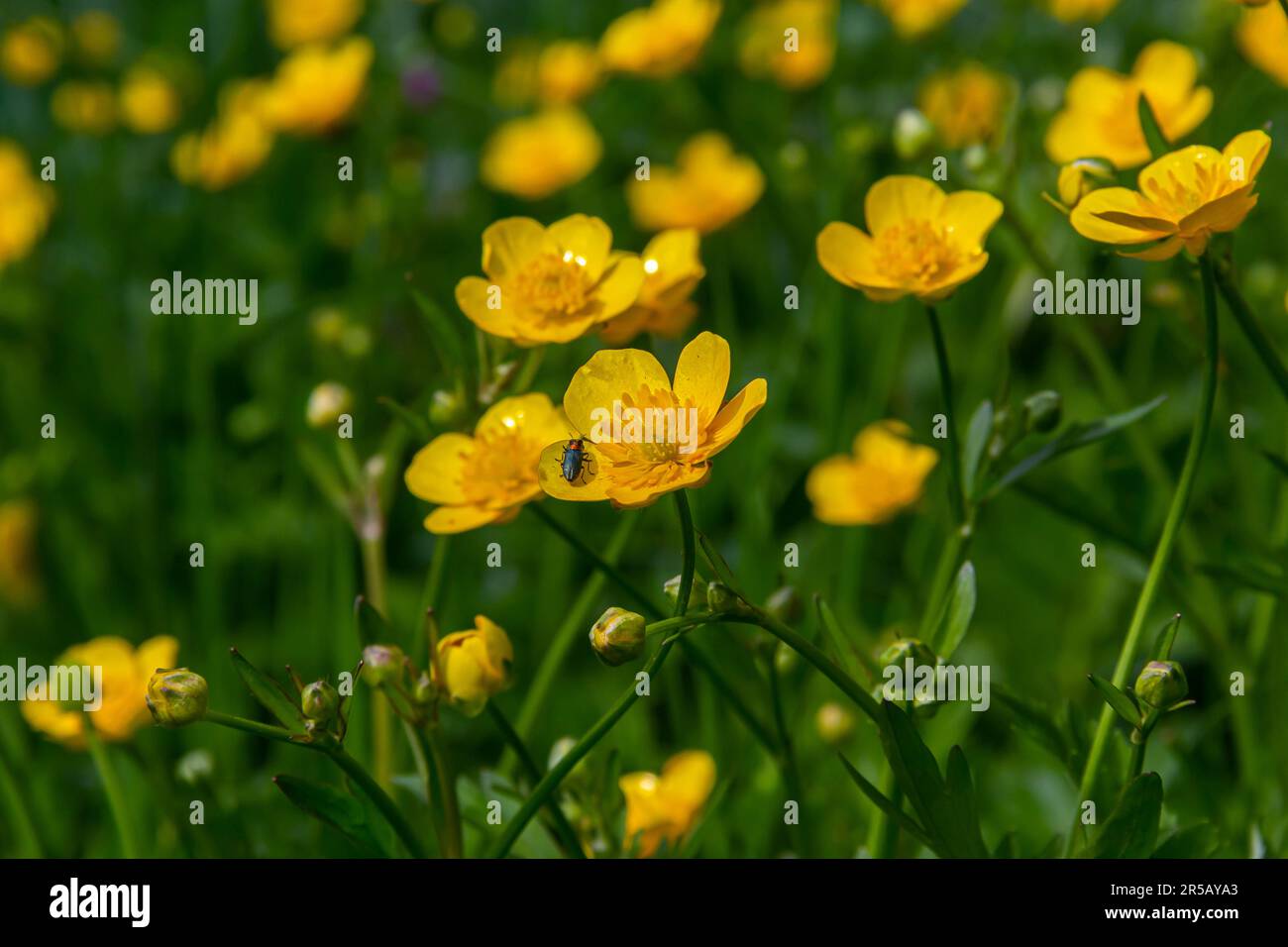 Primo piano di Ranunculus repens, il ranuncolo strisciante, è una pianta fiorente della famiglia ranunculaceae, nel giardino. Foto Stock