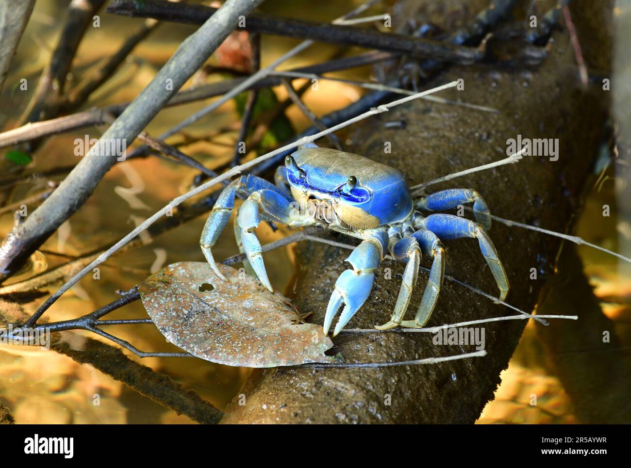 Blue Land Crab (Cardisoma guanhumi) Guarau area protetta, Sao Paulo, Brasile Foto Stock