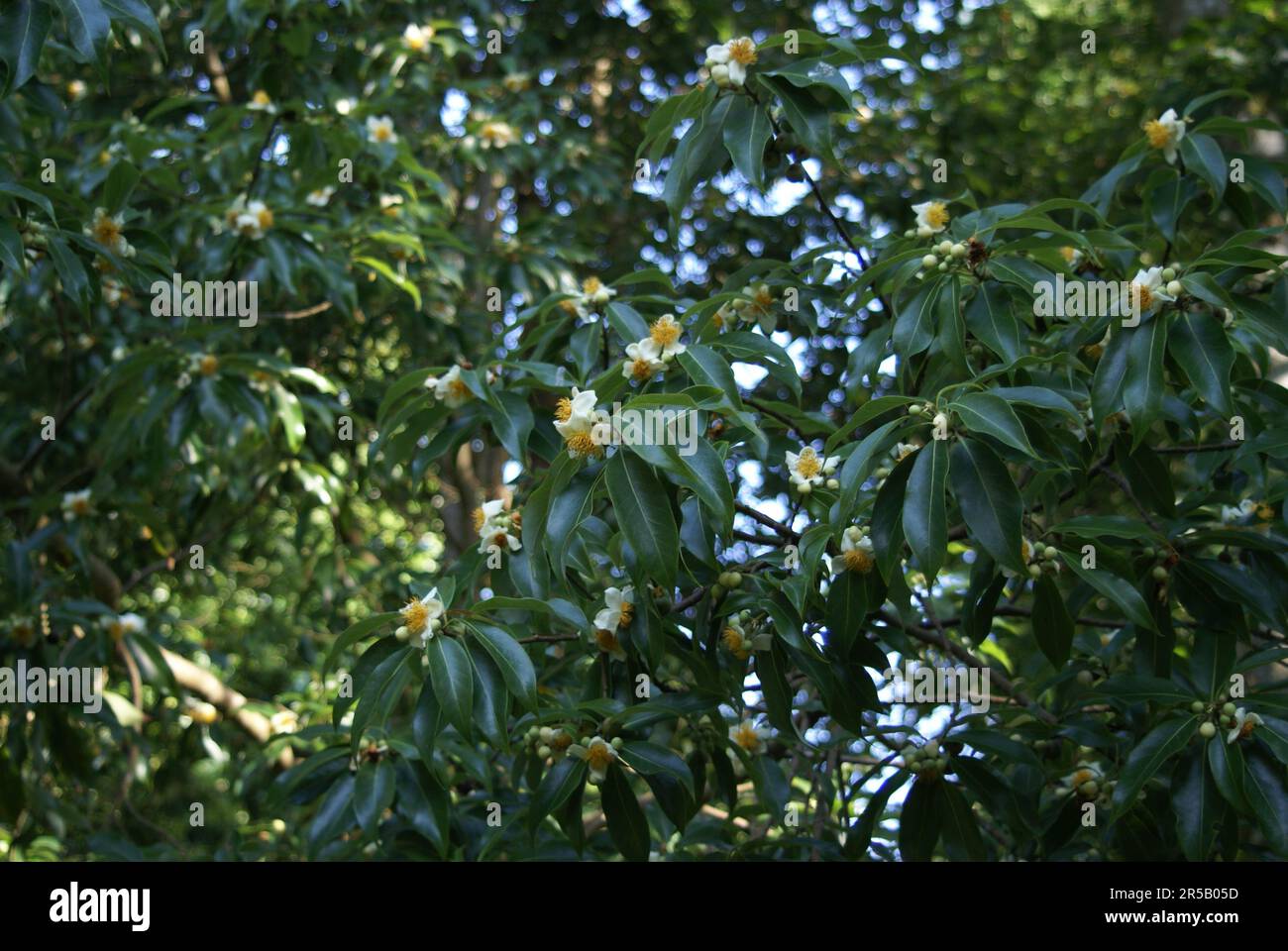 Camellia taliensis Foto Stock