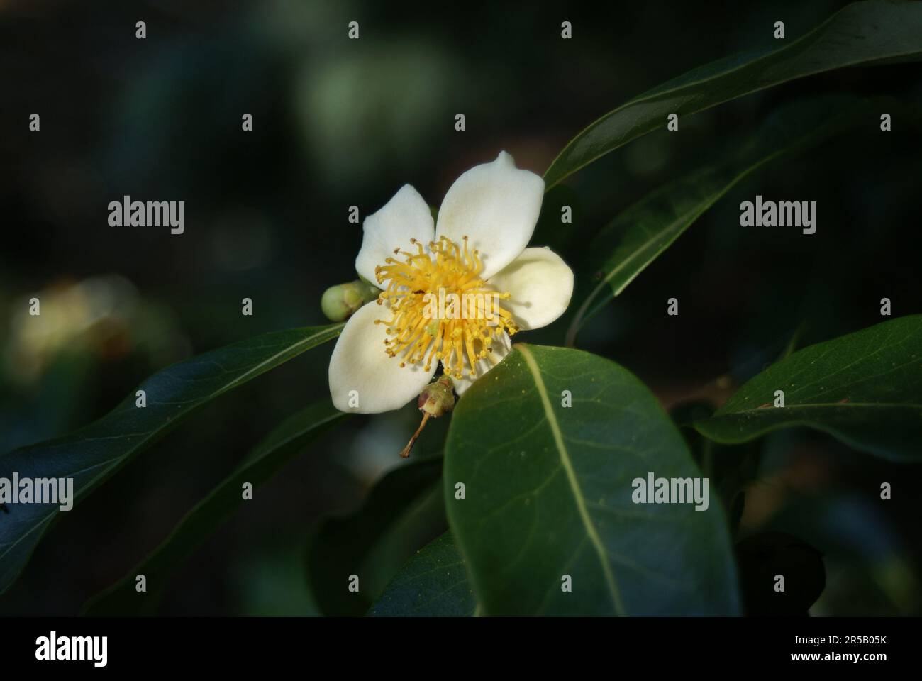 Camellia taliensis Foto Stock