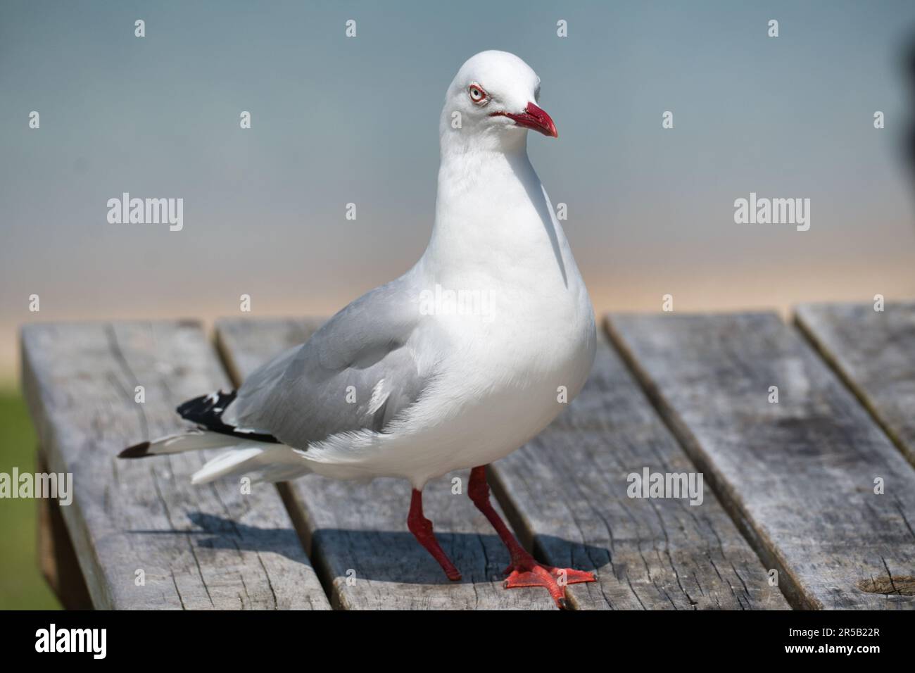 Un gabbiano a una gamba arroccato su una superficie di legno con uno sfondo sfocato Foto Stock