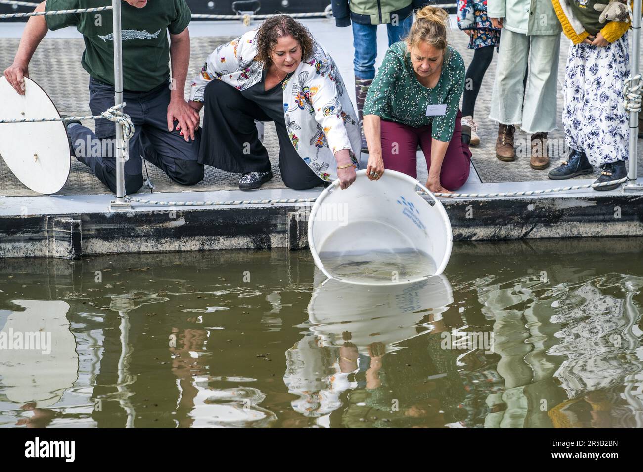 WERKENDAM - Sturgeons sono rilasciati nelle acque del Parco Nazionale De Biesbosch. Il rilascio e il tracciamento degli animali contrassegnati è un passo importante per esplorare la possibilità di reintroduzione di questa specie di pesci. ANP JEROEN JUMELET olanda fuori - belgio fuori Foto Stock