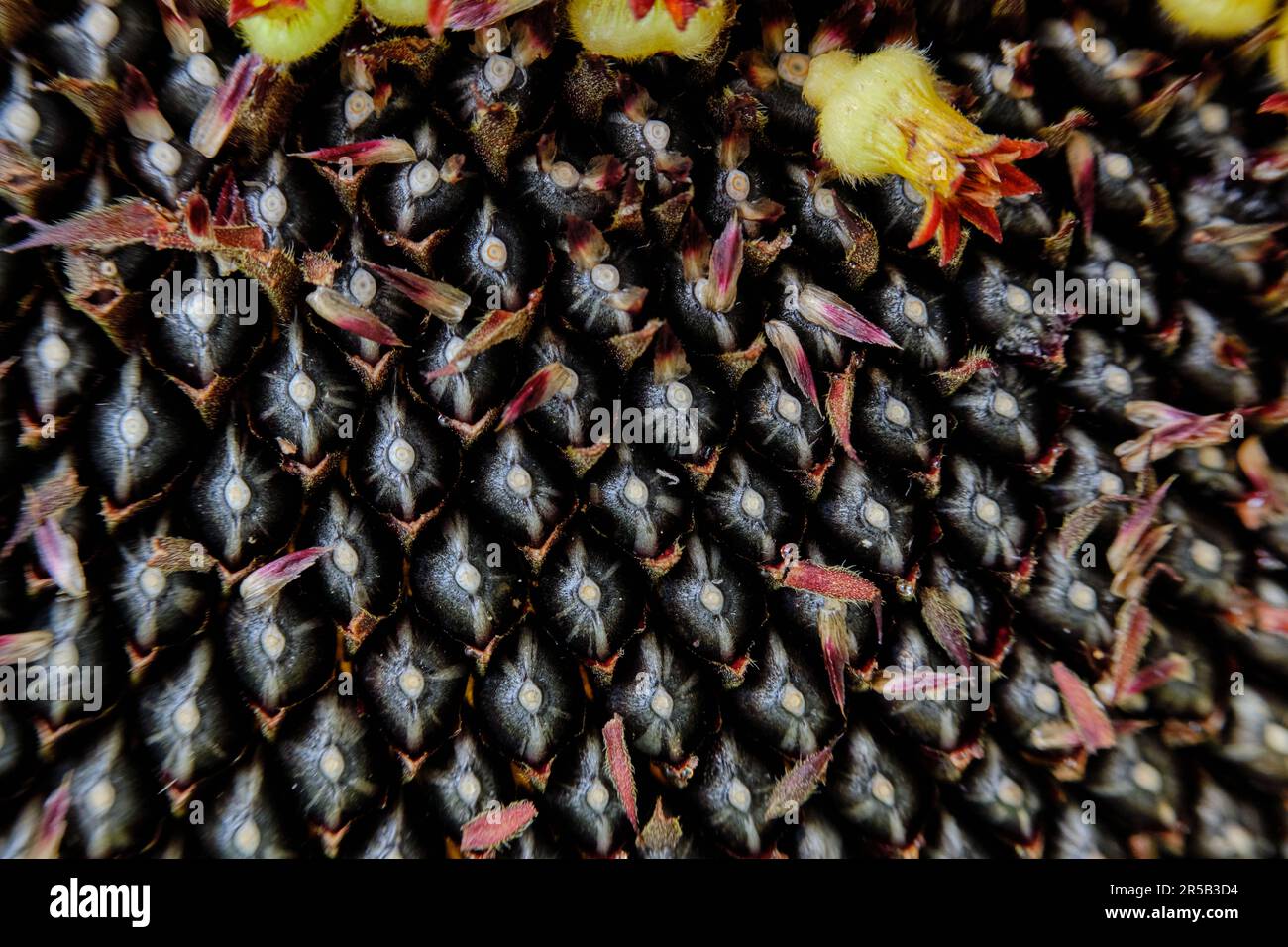 Testa secca di girasole con semi maturi. Macro. Vista dall'alto. Foto Stock