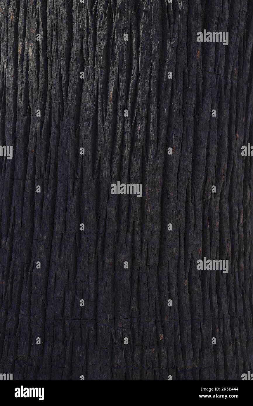 Immagine ravvicinata scura della texture della corteccia dell'albero Foto Stock