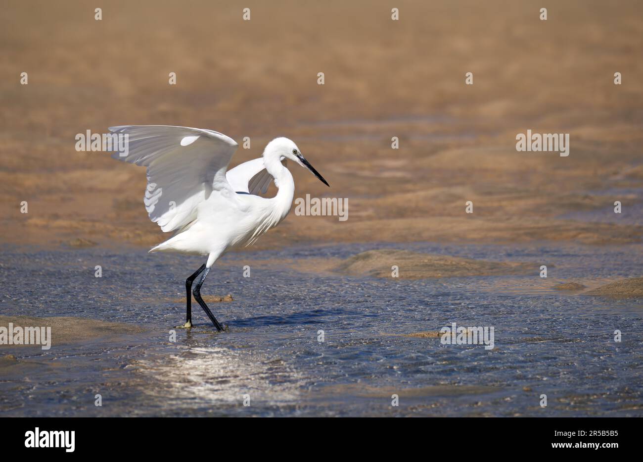 Piccola Egret (garzetta Egretta) caccia con ali sparse in acque poco profonde Foto Stock