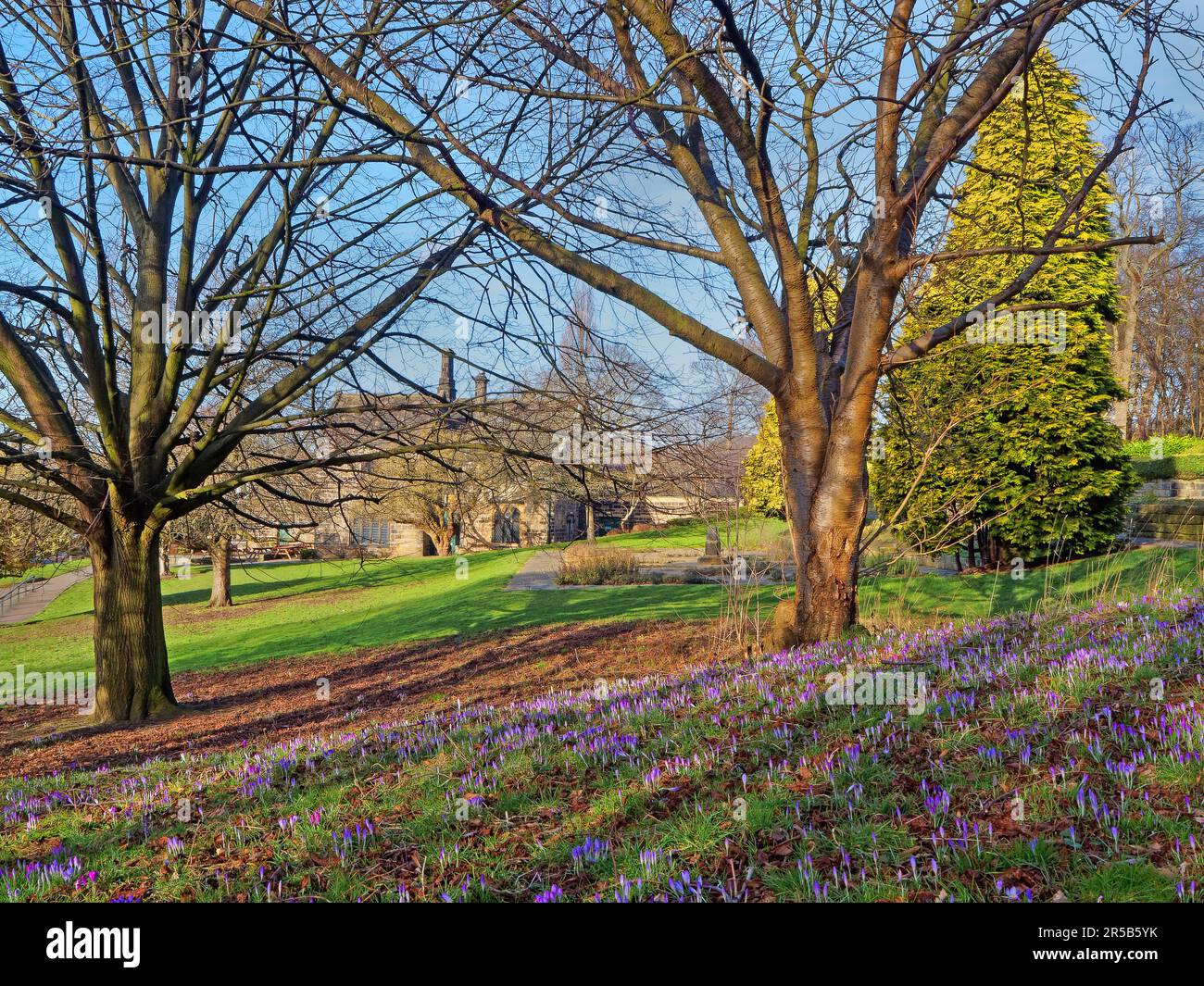 Regno Unito, Leeds, Kirkstall Abbey, crocus e alberi nei terreni dell'Abbey House Museum. Foto Stock