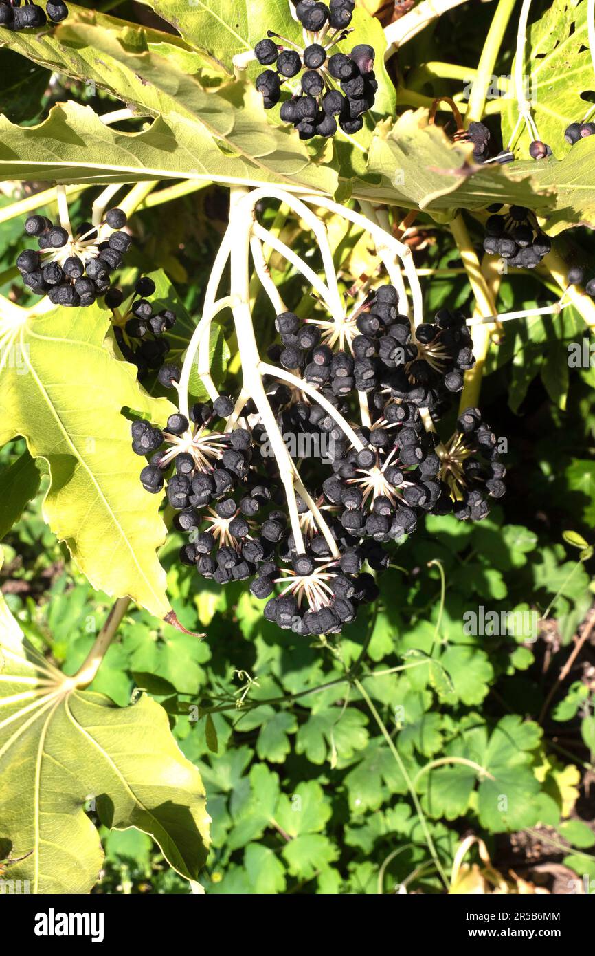 Bacche di frutta su un Fatsia japonica (Fatsi) o giapponese Aralia japonica cresciuto come un giardino decorativo arbusto in Inghilterra Foto Stock