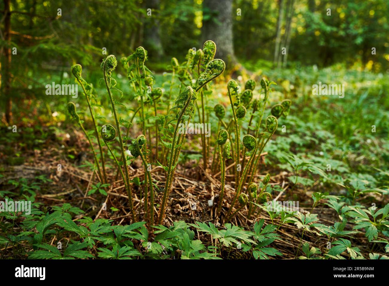 Una lussureggiante e vibrante scena forestale caratterizzata da una varietà di piante e foglie a terra Foto Stock