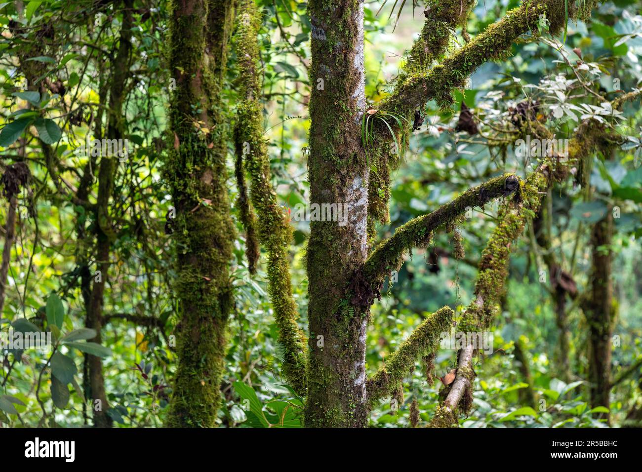 Albero foresta vegetazione paesaggio con lussureggiante fogliame, Mindo foresta nuvola, Ecuador. Foto Stock