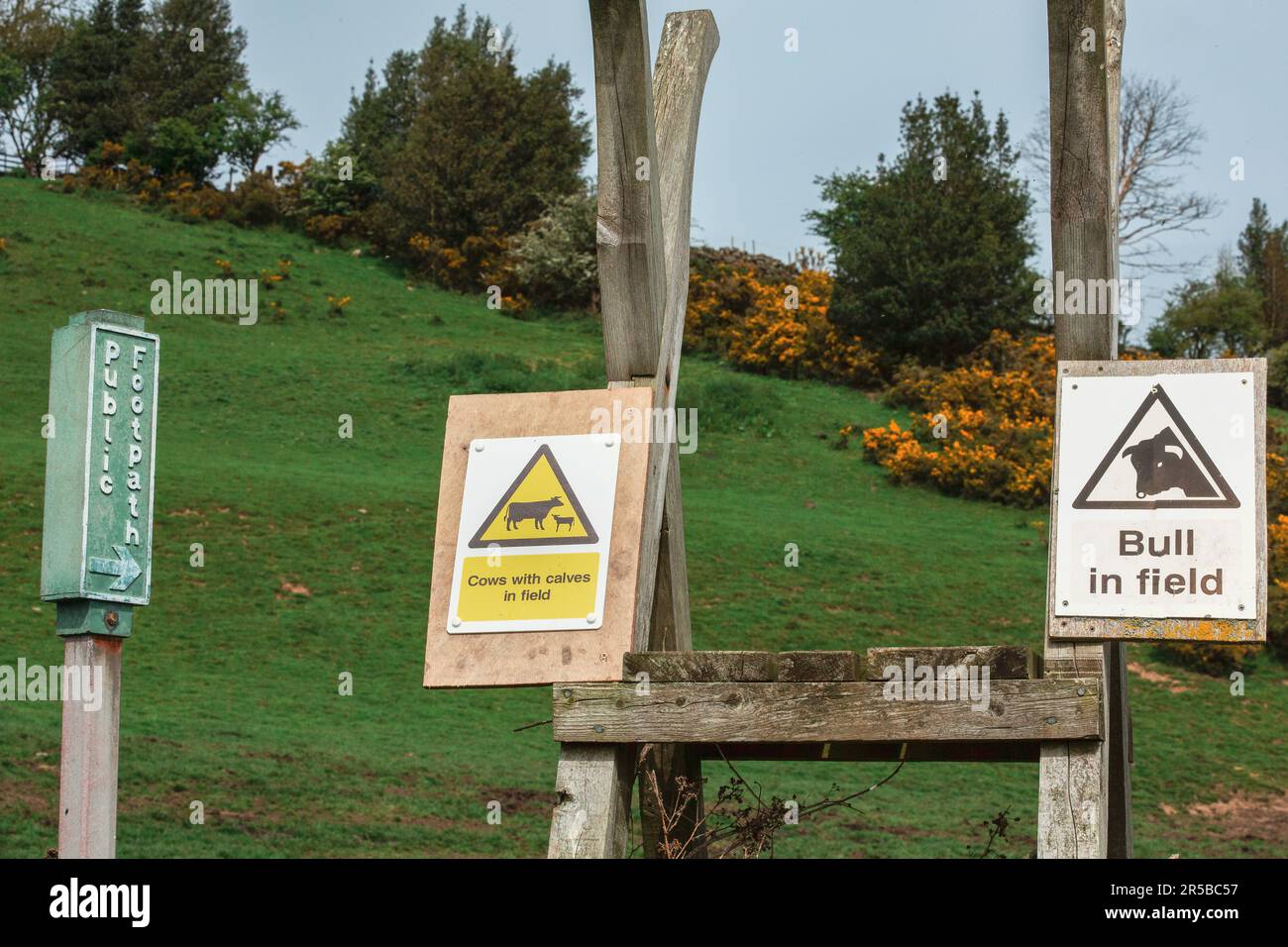 Mucche con vitelli e toro in campo segno, attaccato a una scala di legno palafitte sul sentiero pubblico nella campagna del North Yorkshire, campo agricolo con gola. Foto Stock