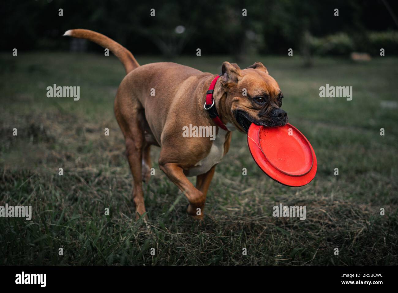 Boxer cane razza giocare Foto Stock