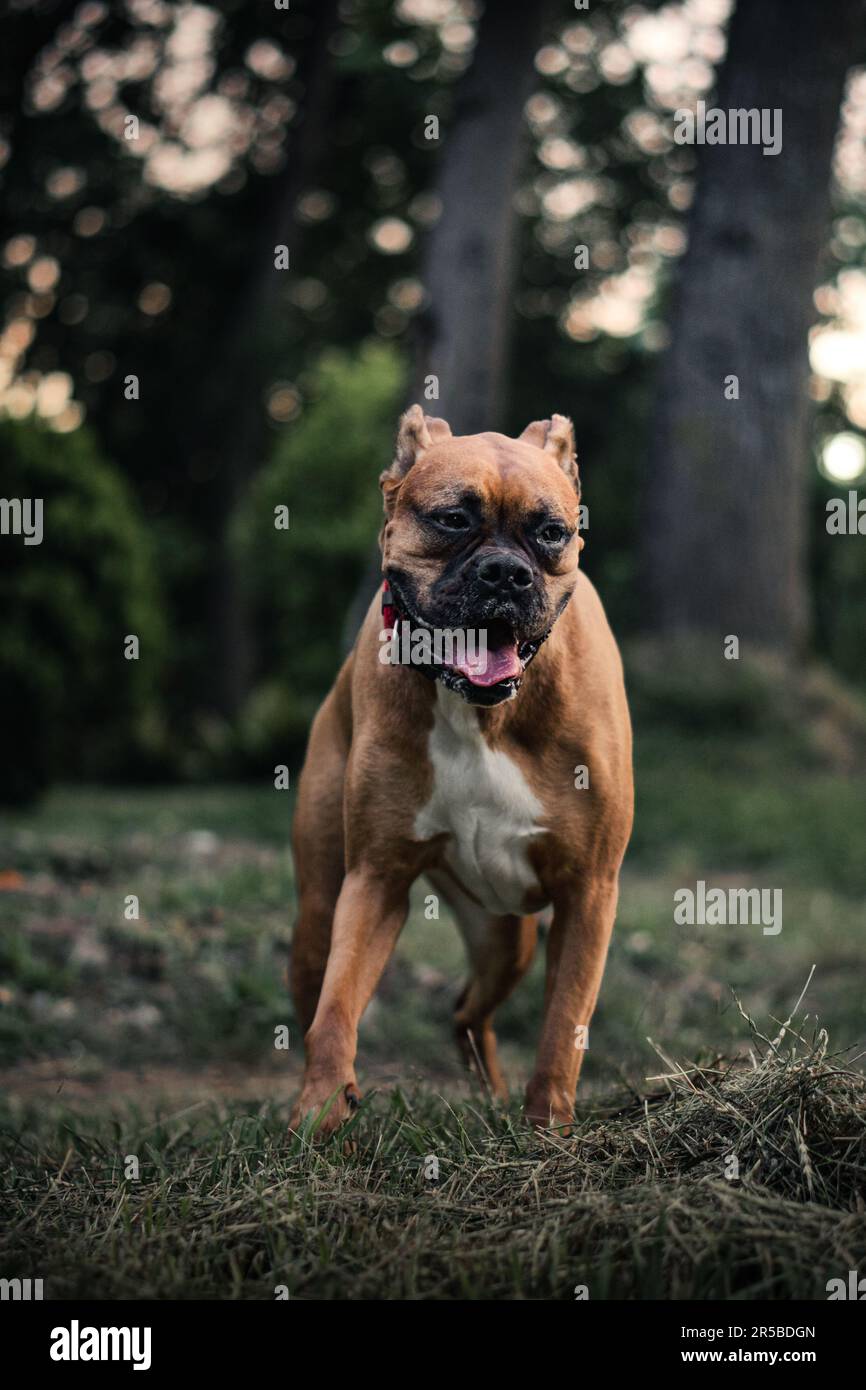 boxer cane razza giocare Foto Stock