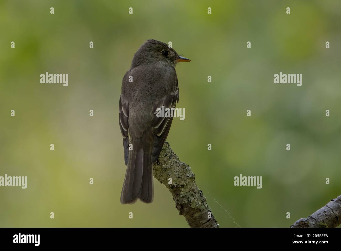 Una Peewee di legno orientale su un ramo d'albero, vista da dietro con la testa girata a destra del telaio. Foto Stock