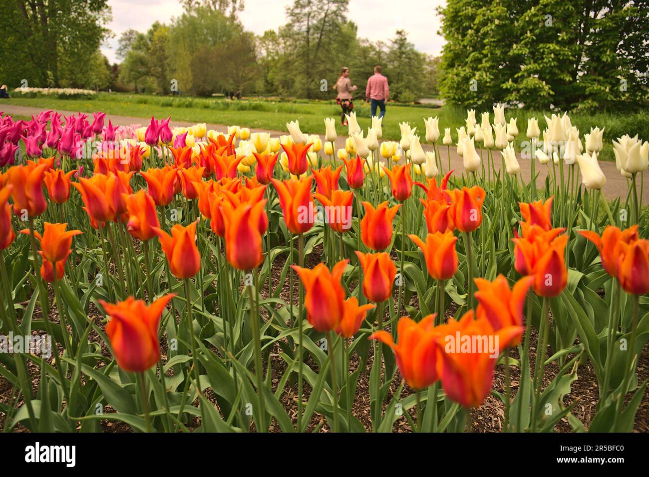 Una gamma colorata di tulipani rossi, bianchi e rosa in un giardino dendrologico a Pruhonice, Repubblica Ceca Foto Stock