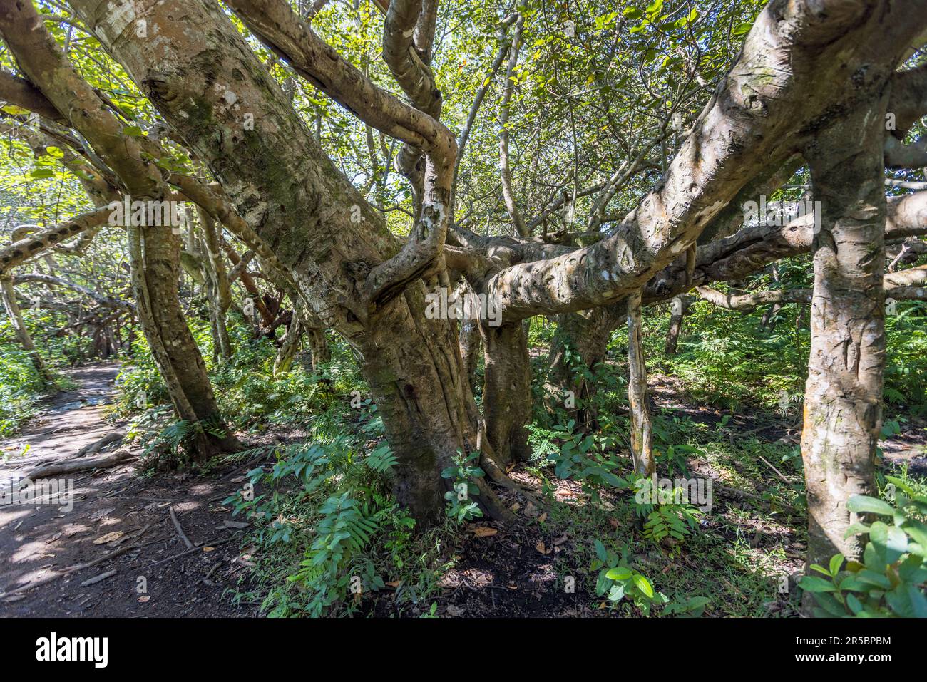 Albero di Chilema vicino a Machinga, Malawi. Chilema si traduce in disabilitato. Il tronco principale difficilmente si può notare e l'albero, con rami che si intrecchino e che assomiglia a una foresta copre una distanza di 200 metri. Questo albero è l'unico esemplare del suo genere in tutta l'Africa, secondo il Dipartimento dei Musei e Monumenti. Gli Yao che risiedevano nella zona, in passato si riferiva all’albero dei disabili come “malosa”, che significa “malodza” a Chichewa, che si traduce in “qualcosa di misterioso” Foto Stock