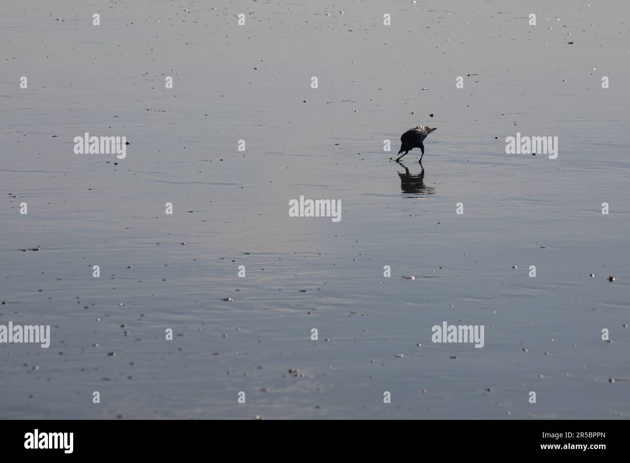 Una silhouette di un uccello nero alla ricerca di cibo nella sabbia a Myrtle Beach, SC Foto Stock