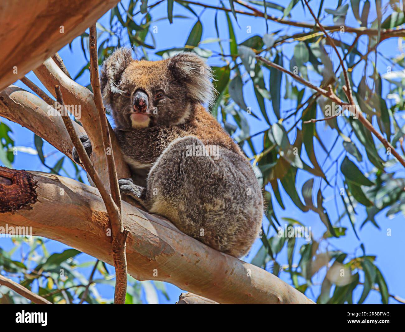 Primo piano di un orso koala seduto su un albero fotografato durante il giorno dell'estate del 2015 Foto Stock