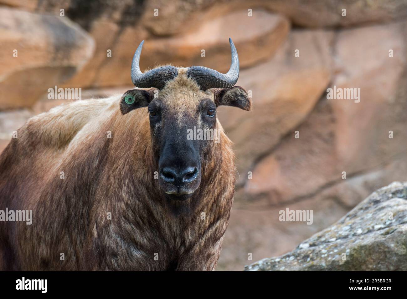 Il takin di Mishmi (tassicolor di Budorcas) ha messo in pericolo l'antilope di capra originaria dell'India, del Myanmar e della Cina Foto Stock