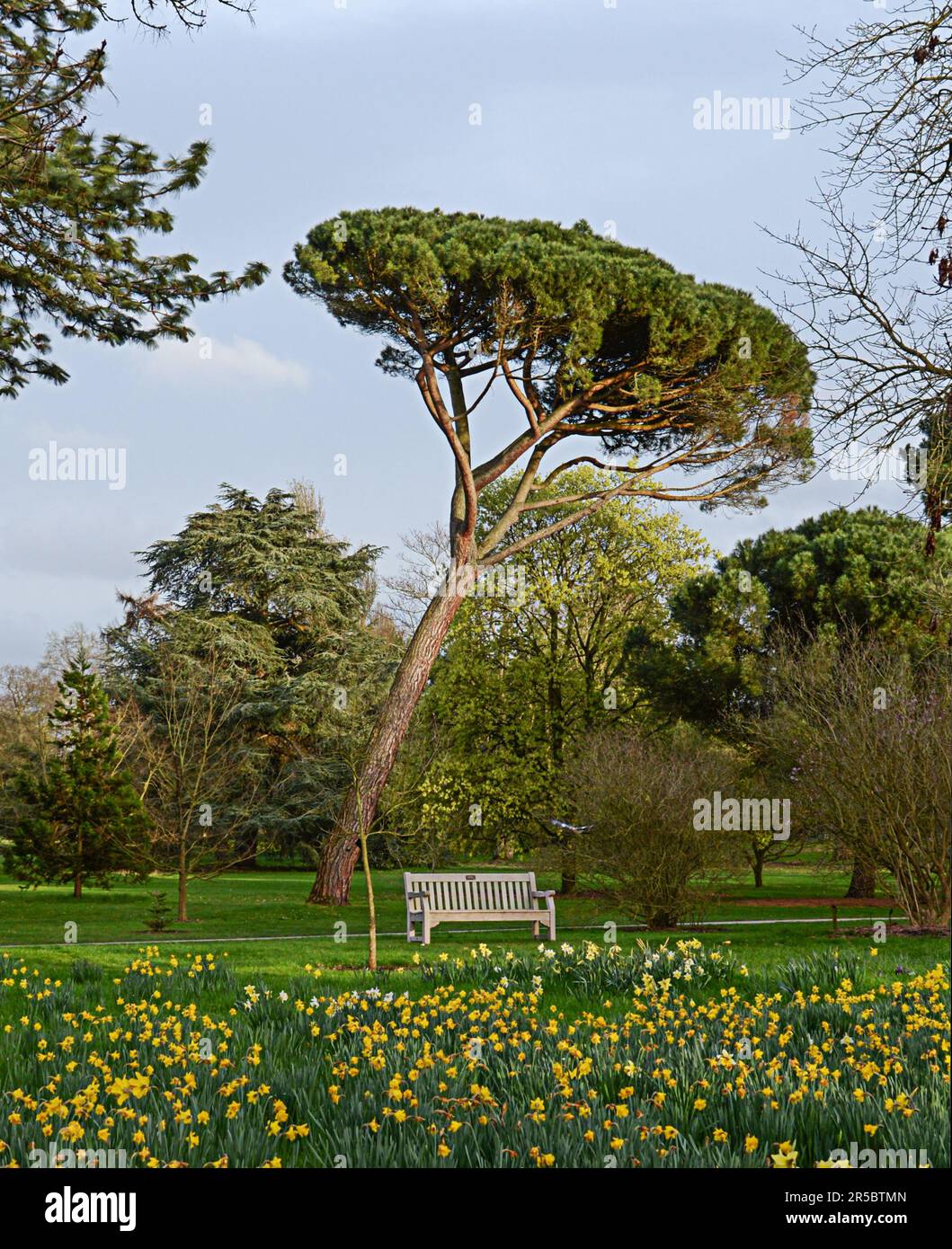 un vecchio pino nel parco in una giornata primaverile, splendido sfondo naturale Foto Stock