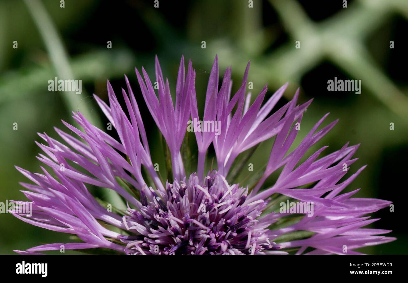 Galactites tomentosus o cardo di latte viola Foto Stock