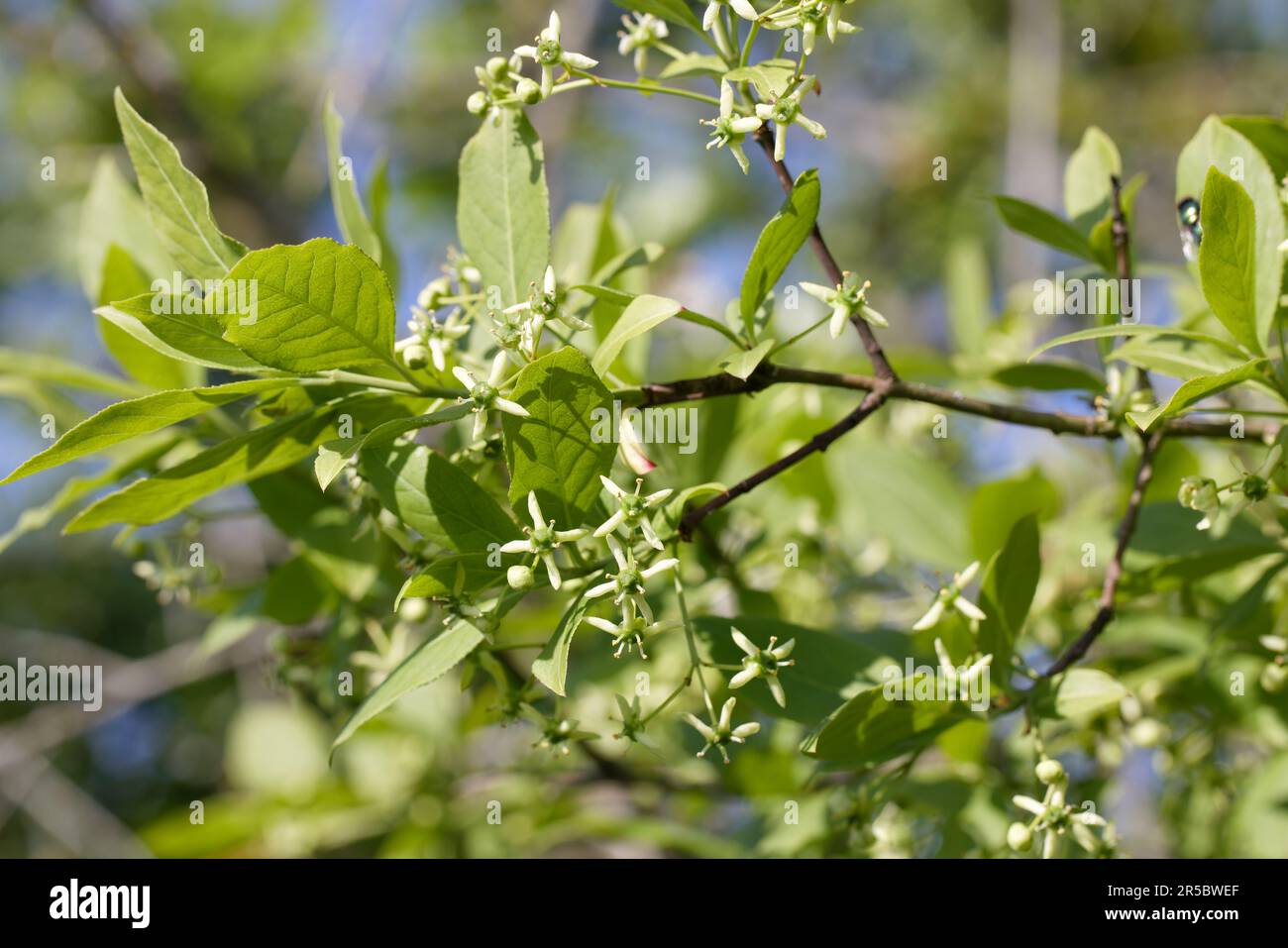 Ramoscello di un albero di mandrino (Euonymus europaeus) con fiori freschi Foto Stock