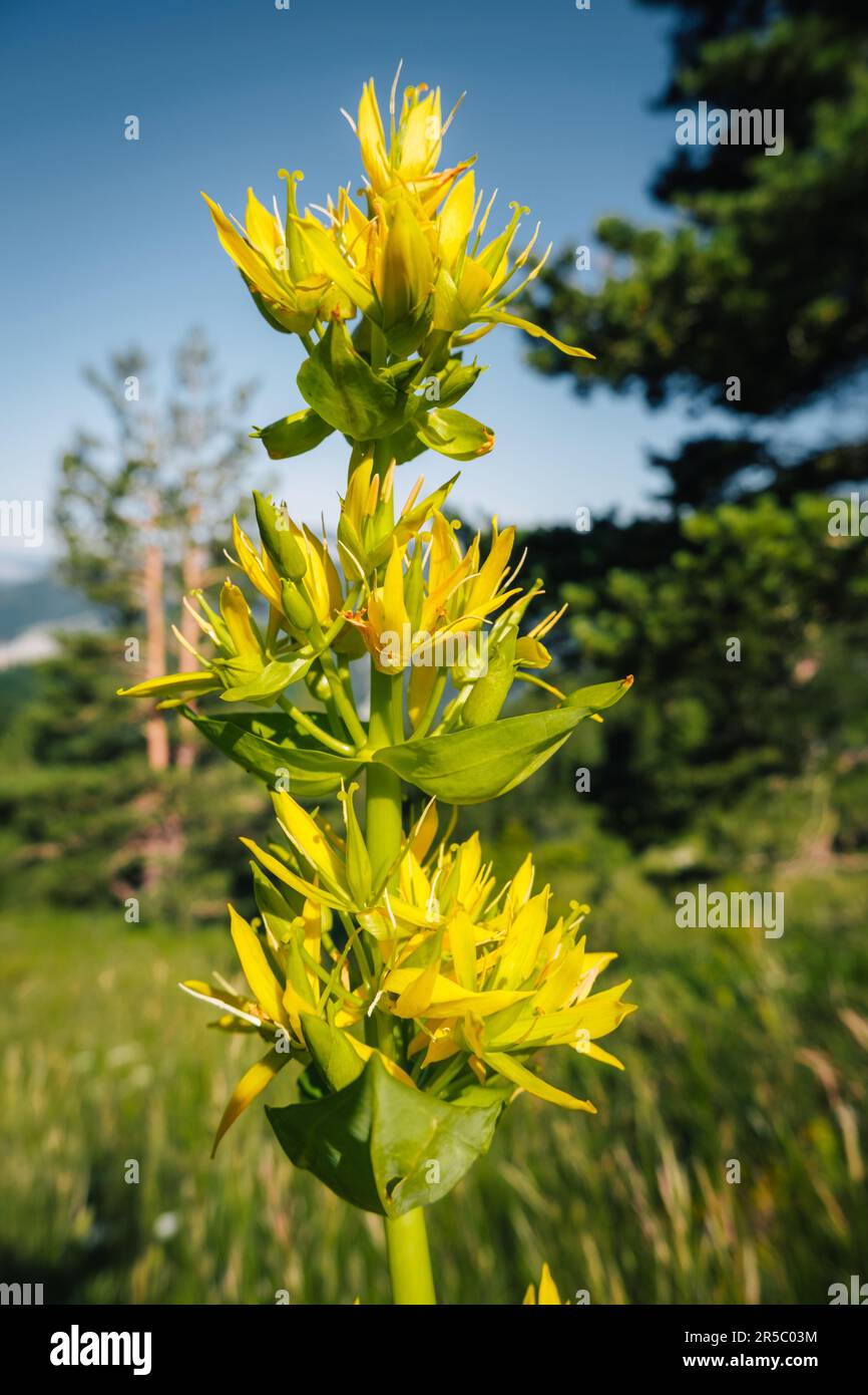 Primo piano dei grandi fiori gialli della genziana che fioriscono vicino a Grimone nelle Alpi francesi Foto Stock