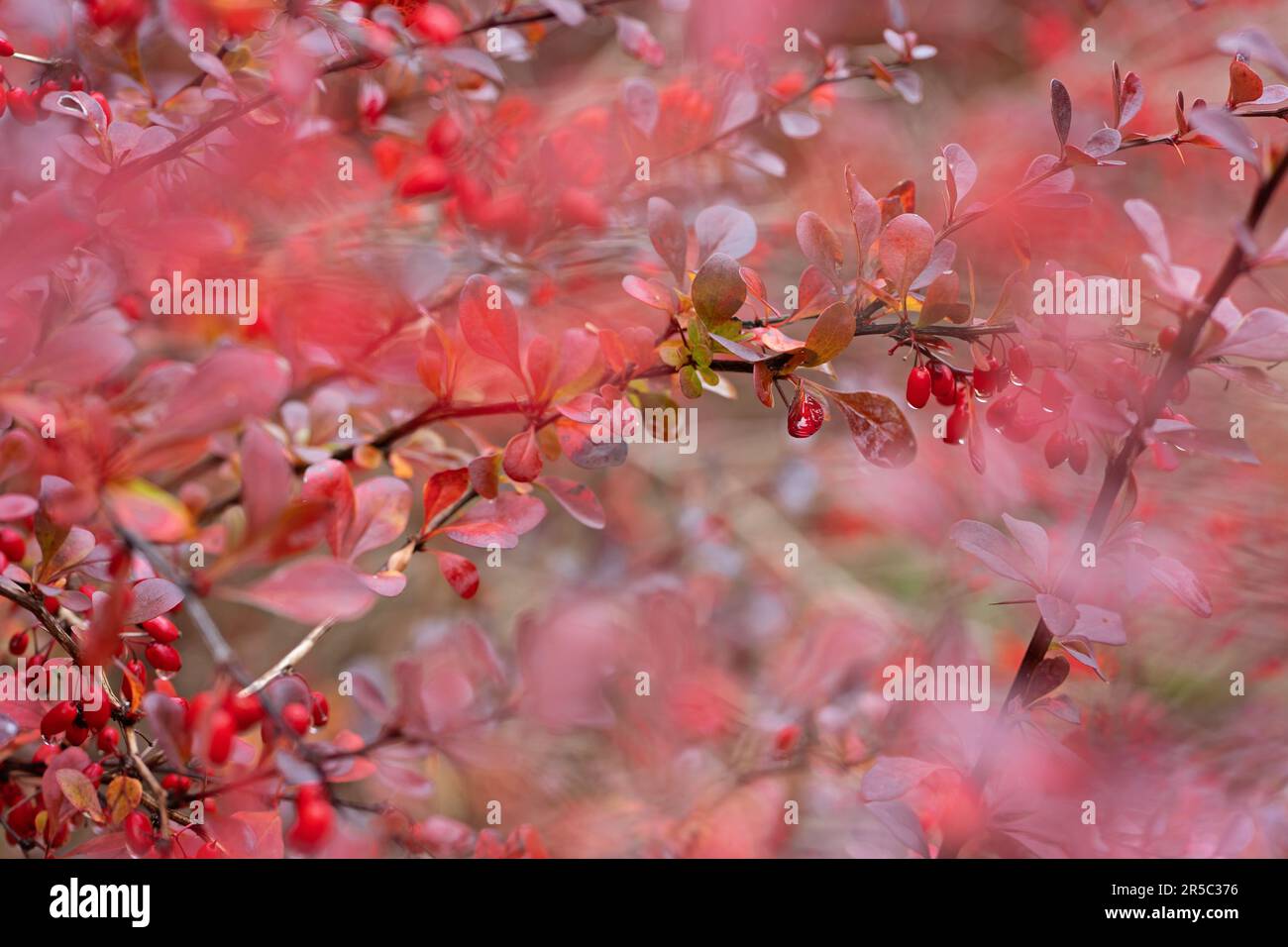 Bacche rosse mature di barberry sul ramo. Ramo di vulgaris Berberis con bacche rosse fresche e naturali mature su fondo blured. Primo piano. Messa a fuoco selettiva Foto Stock