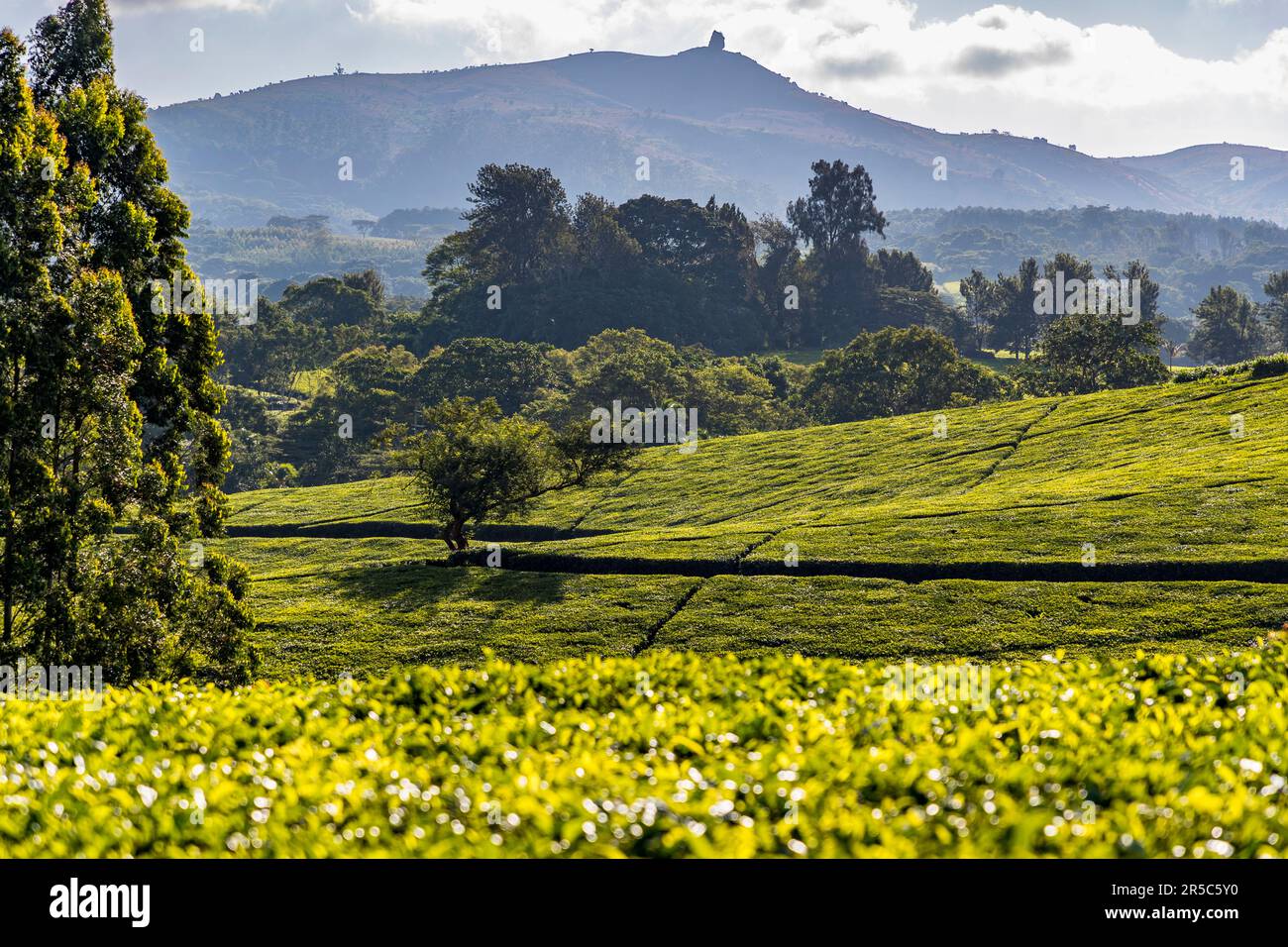 Tea Fields Satemwa Estate, con vista sugli altopiani di Shire sul Monte Thyolo, 1,460 m. piantagione di tè e caffè Satemwa vicino a Thyolo, Malawi Foto Stock