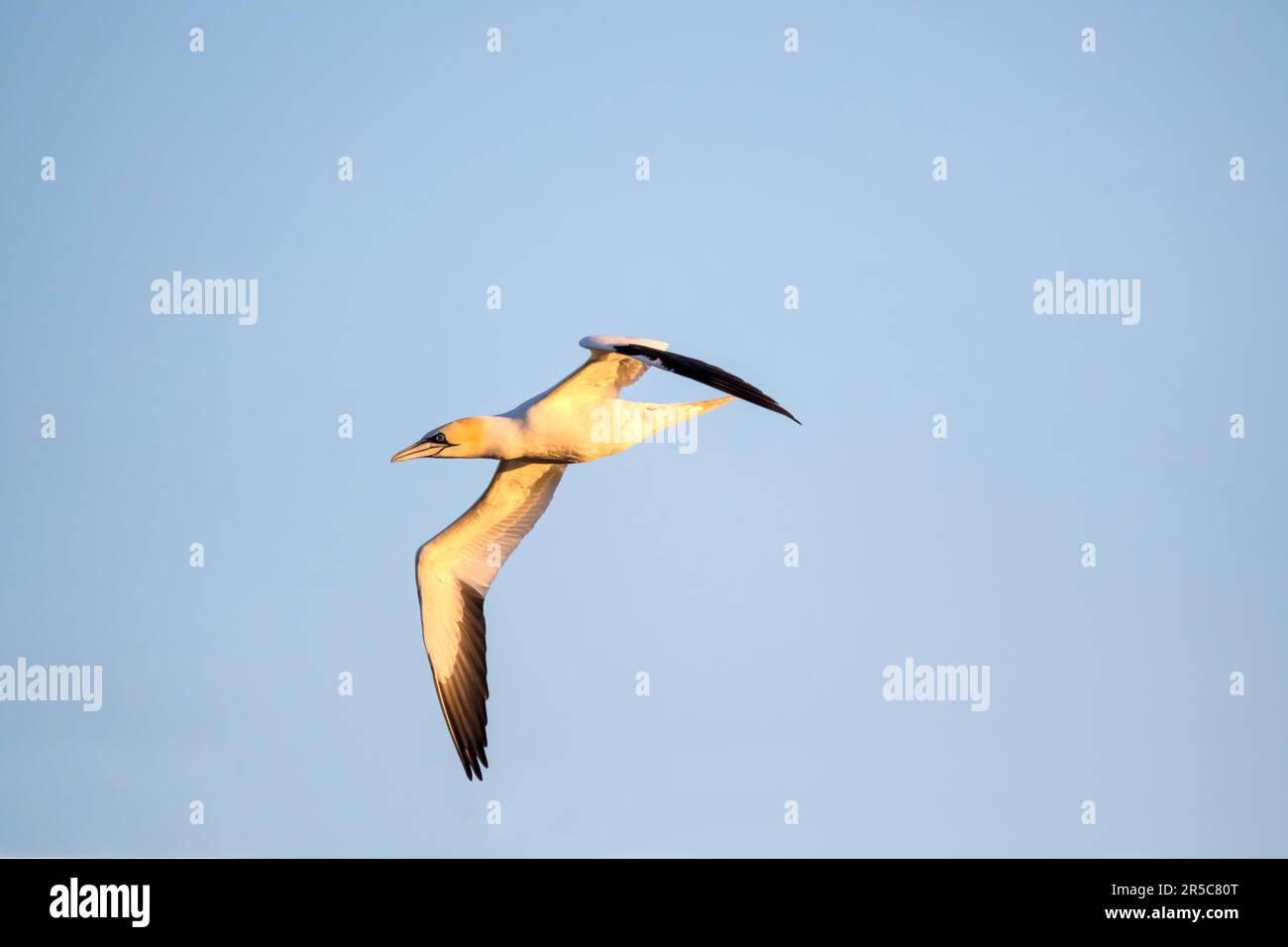 Un gannett, Morus fagianus, volando al largo della costa di Yell, Shetland. Foto Stock