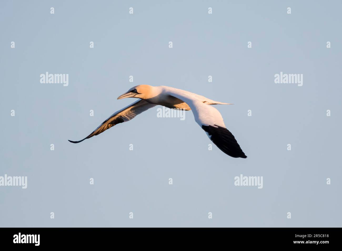 Un gannett, Morus fagianus, volando al largo della costa di Yell, Shetland. Foto Stock