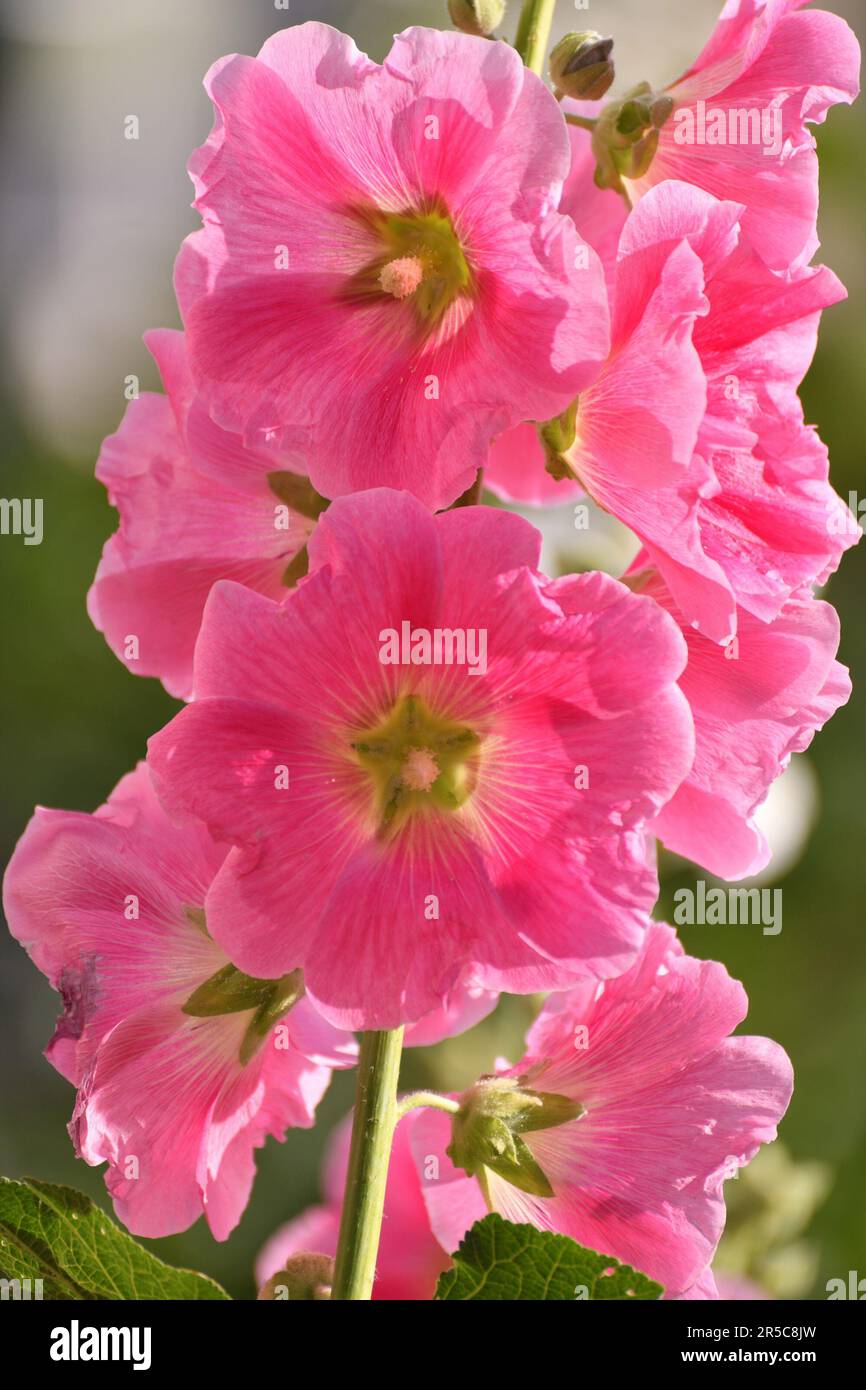 Bella rosa varietale in controluce Foto Stock
