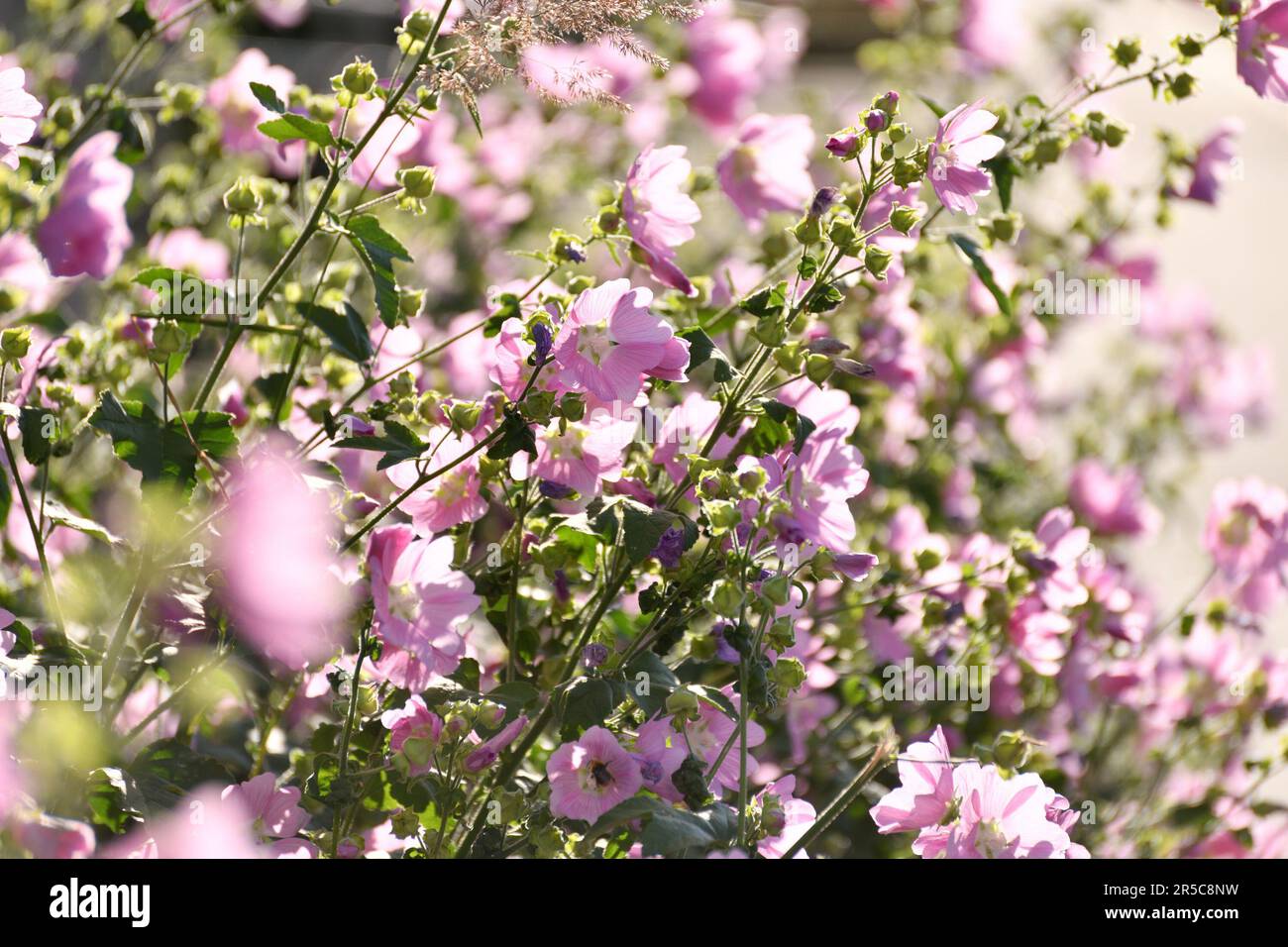 Bella rosa zamera selvaggia nella retroilluminazione Foto Stock