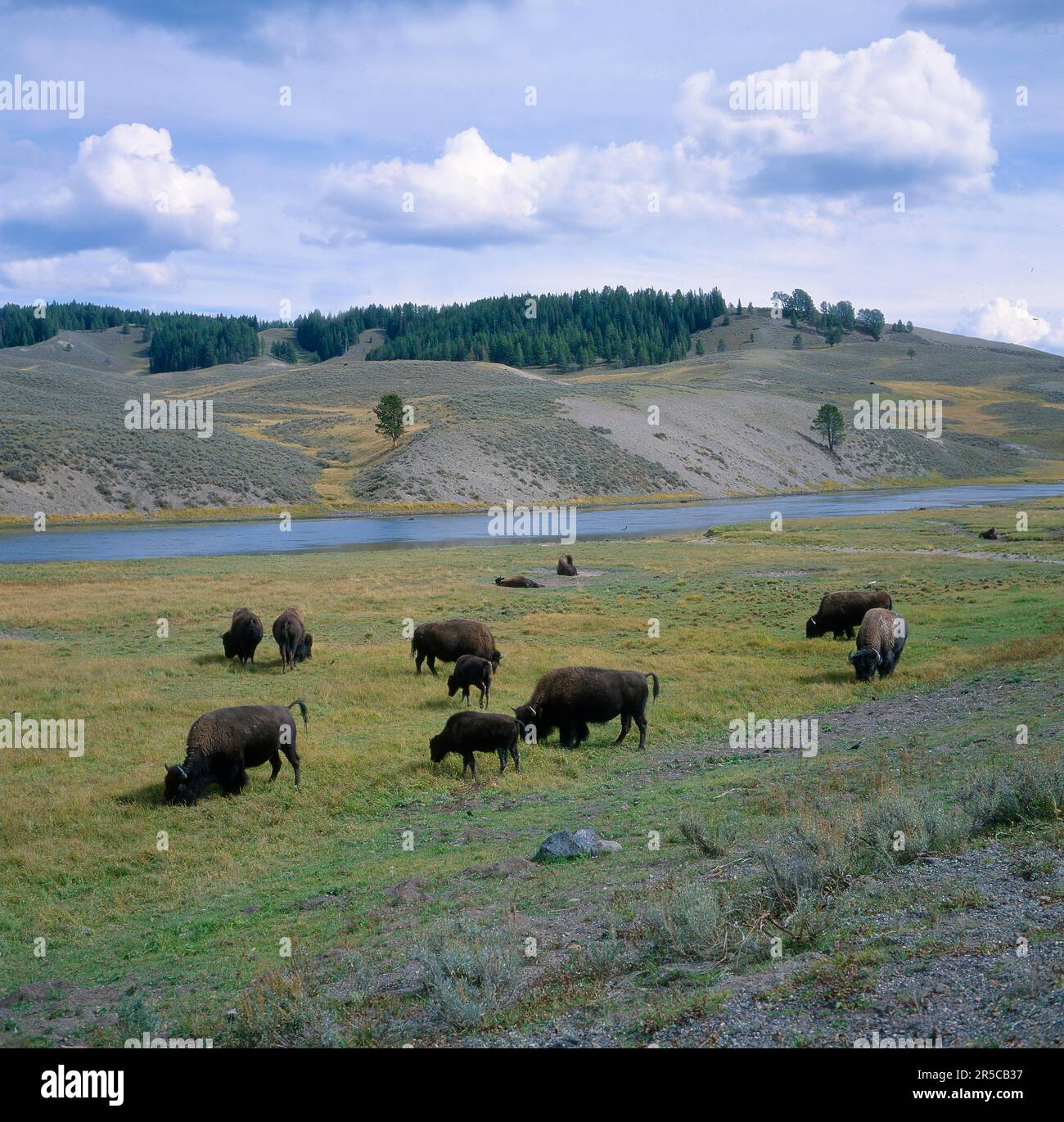 USA, Wyoming, parco nazionale di Yellowstone, parco nazionale di Yellowstone Bison (Buffalo) al fiume di Firehole, bison americano (bison), Buffalo indiano, Buffalo Foto Stock