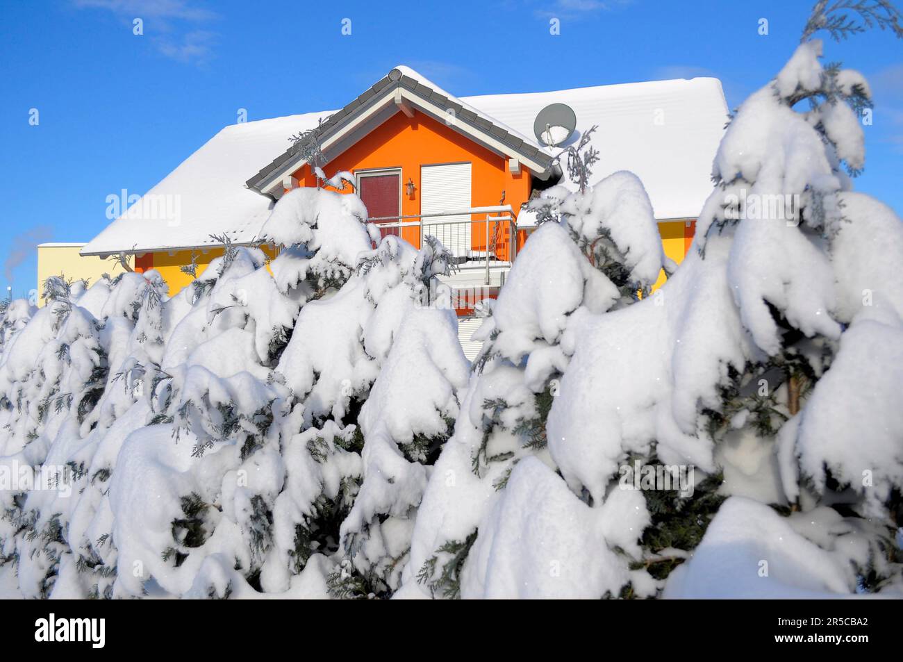Siepi con neve in casa d'inverno Foto Stock