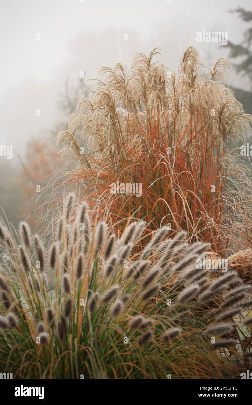 Erbe ornamentali con farro - canna cinese (Miscanthus sinensis 'China') e erba setola di piume (Pennisetum alopecuroides var. viridescens) Foto Stock